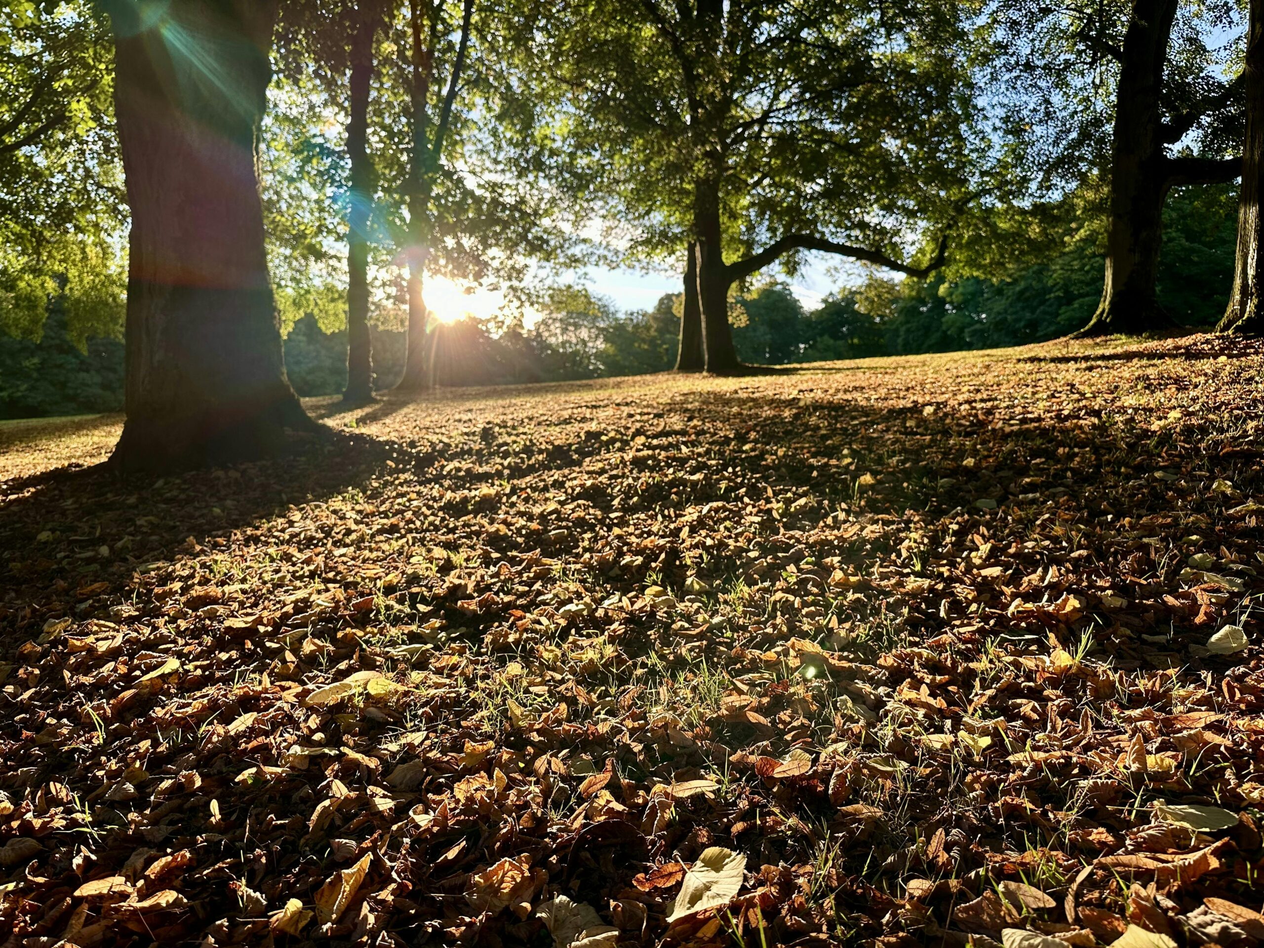 Wiese mit abgefallenem Laub der Kastanie. Im Hintergrund scheint die Morgensonne durch die Bäume.
