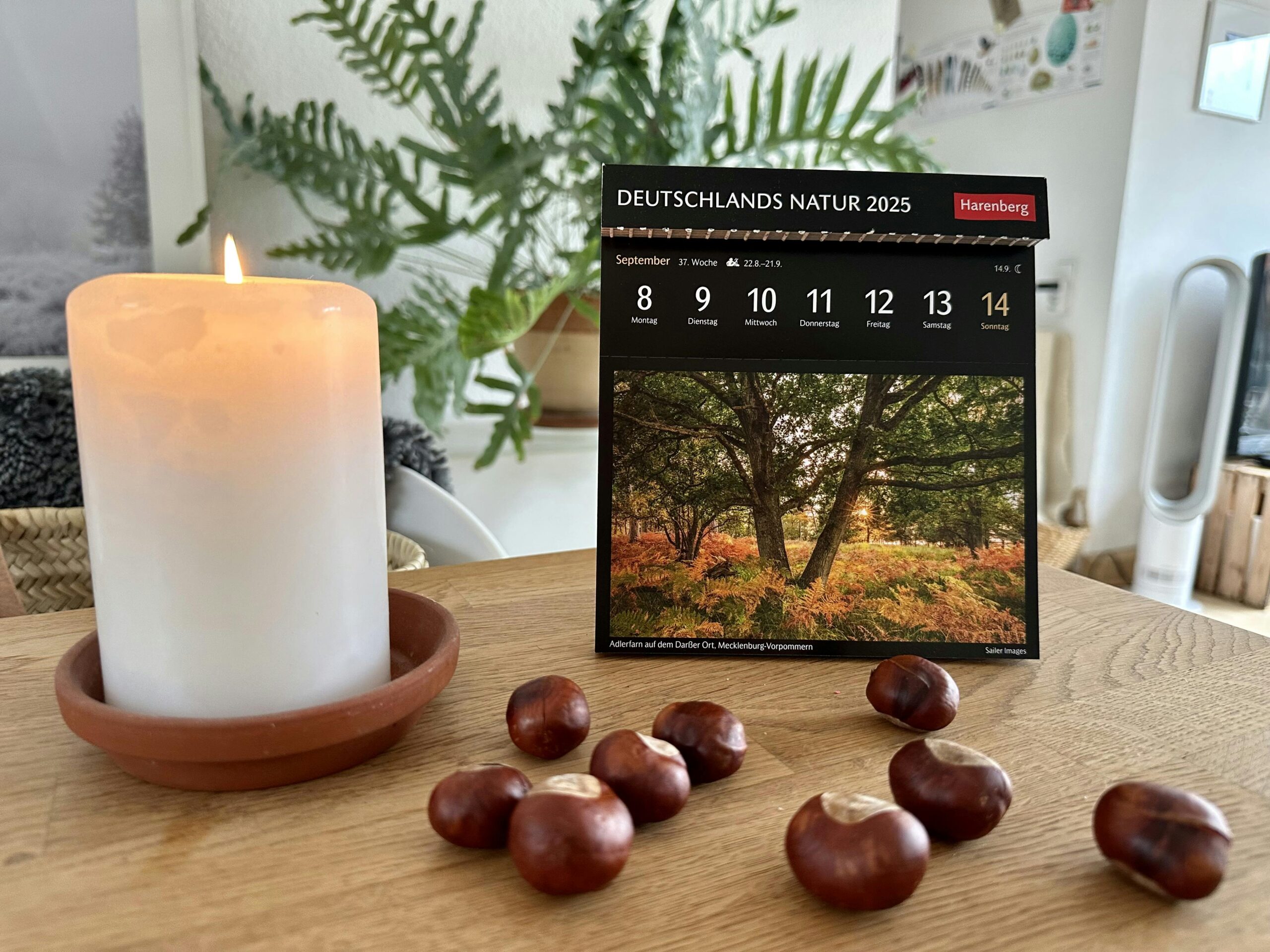 Tisch mit brennender weißer Stumpenkerze, einem Wochenkalender mit einem Motiv mit Baum und herbstlich gefärbtem Adlerfarn. Davor Kastanien.