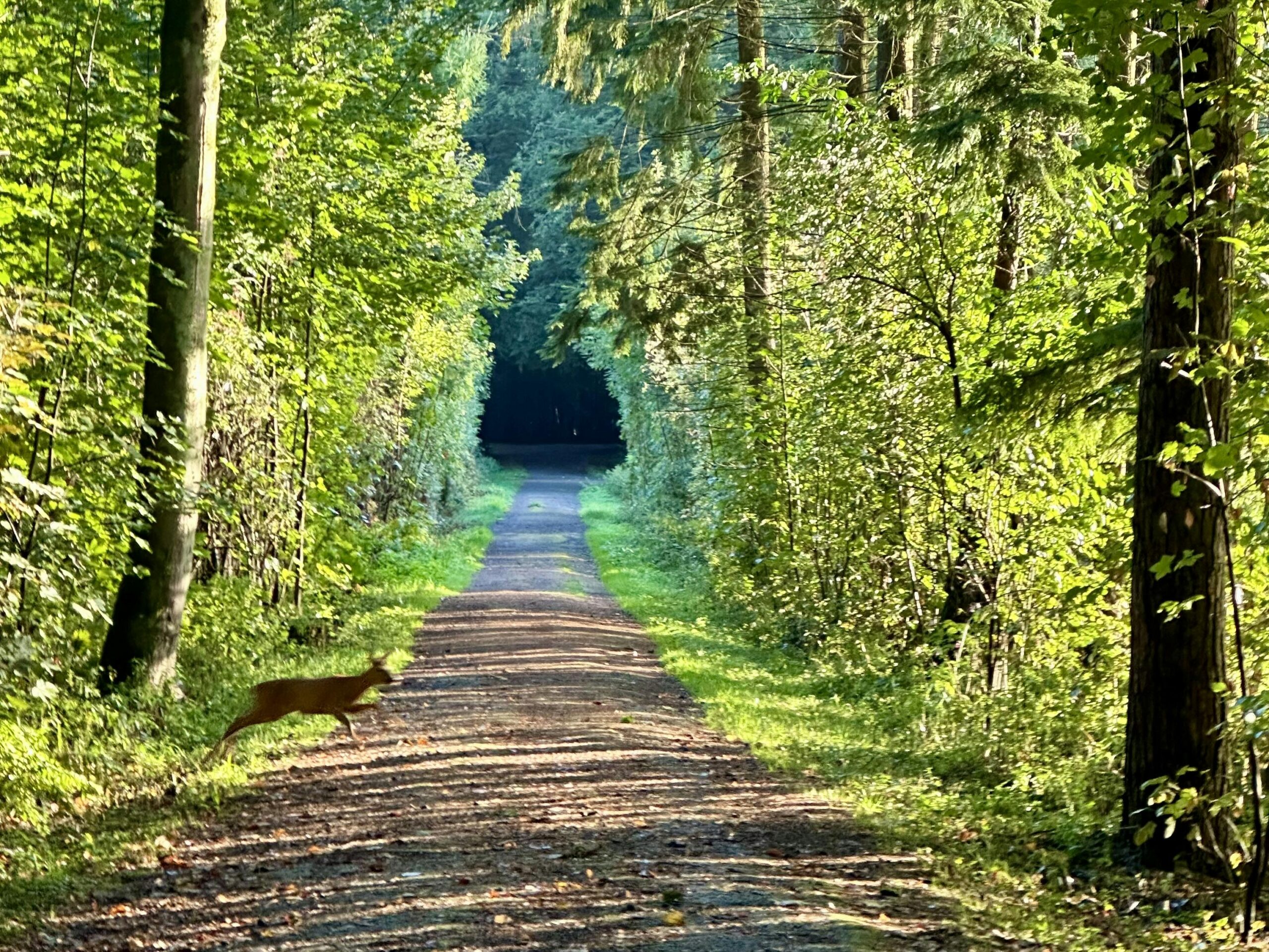 Reh springt über den Waldweg