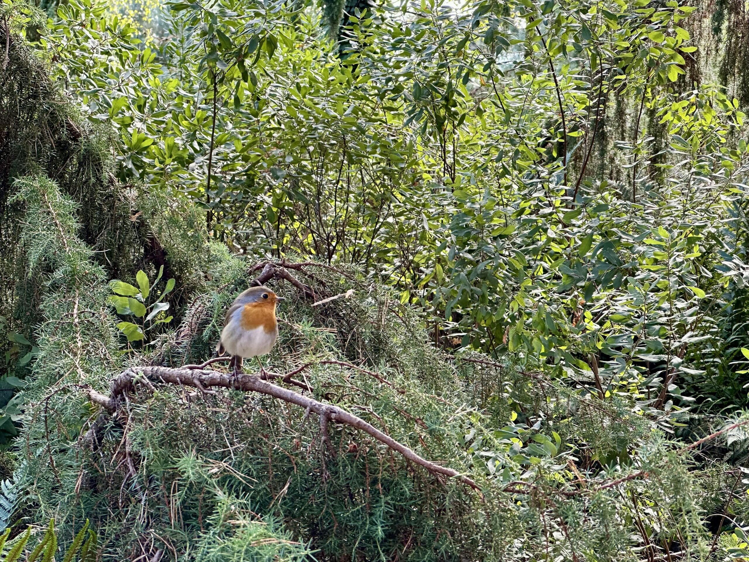 Wacholderbusch mit Rotkehlchen