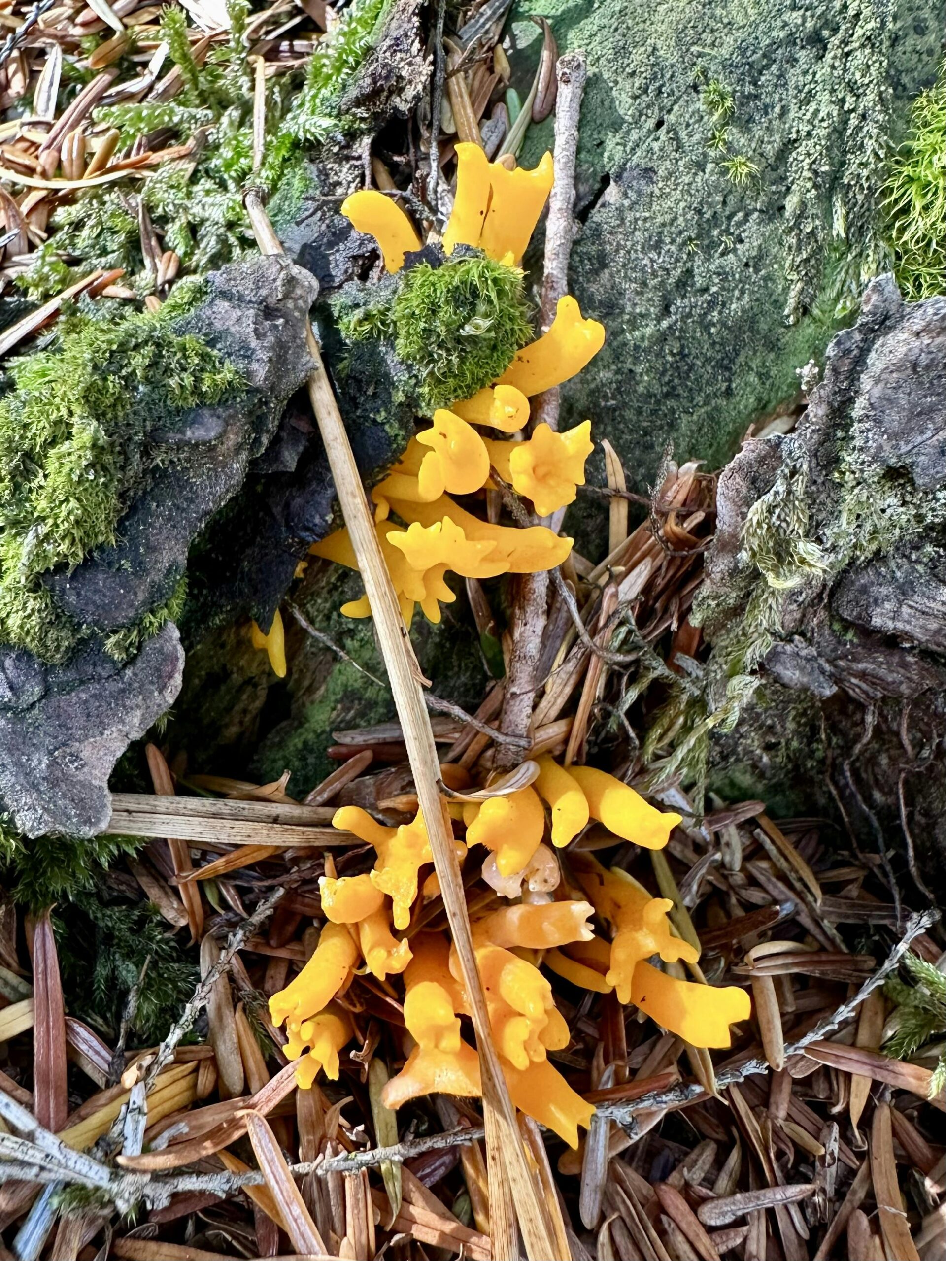 Korallenförniger, gelber Pilz "Klebriger Hörnling", der aus einem vermoosten Baumstumpf wächst.