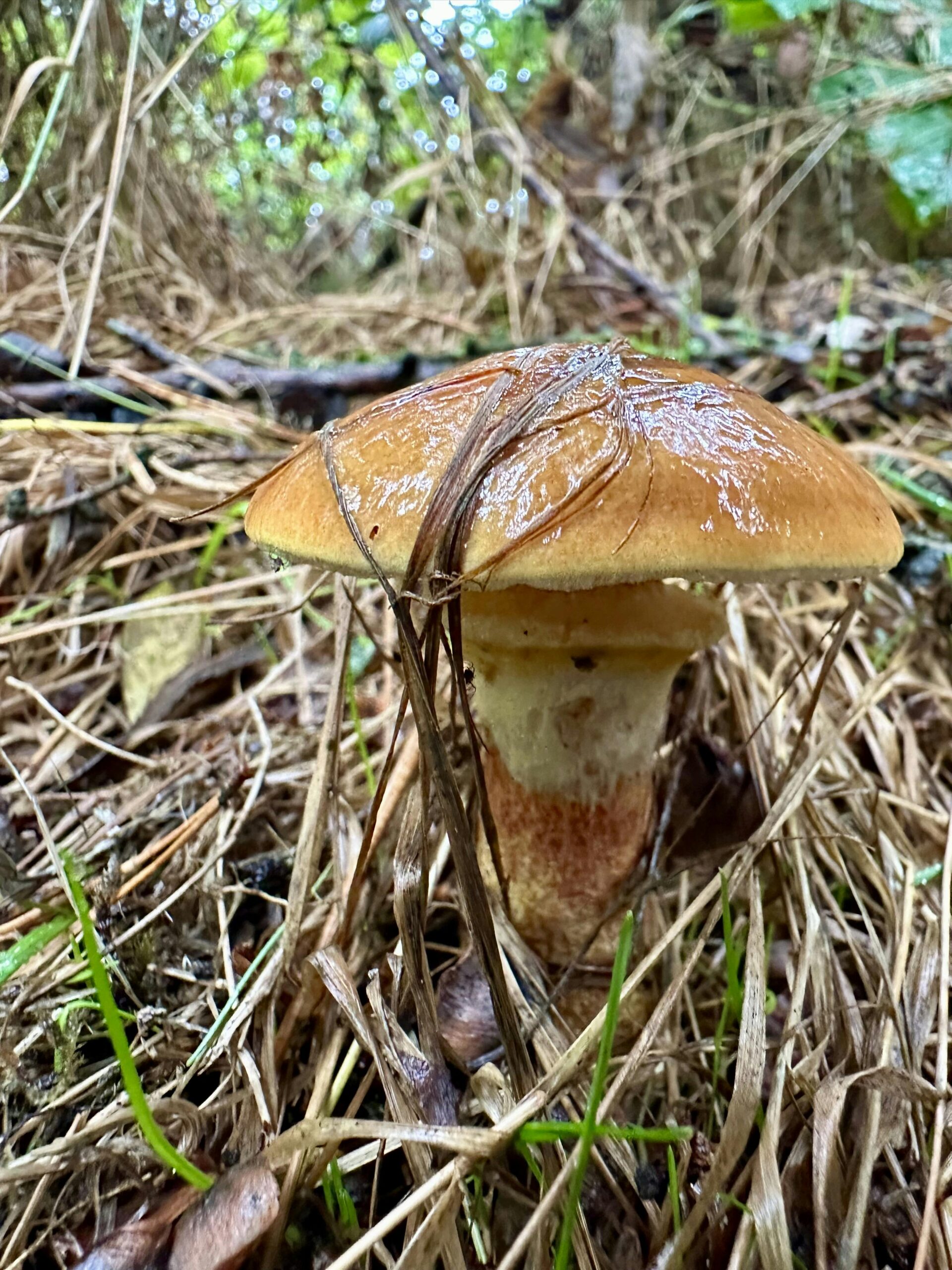Pilz Gold-Röhrling, der durch trockenes Gras wächst. Einzelne Grashalme haben sich wie eine Schnur über seinen Hut gelegt.
