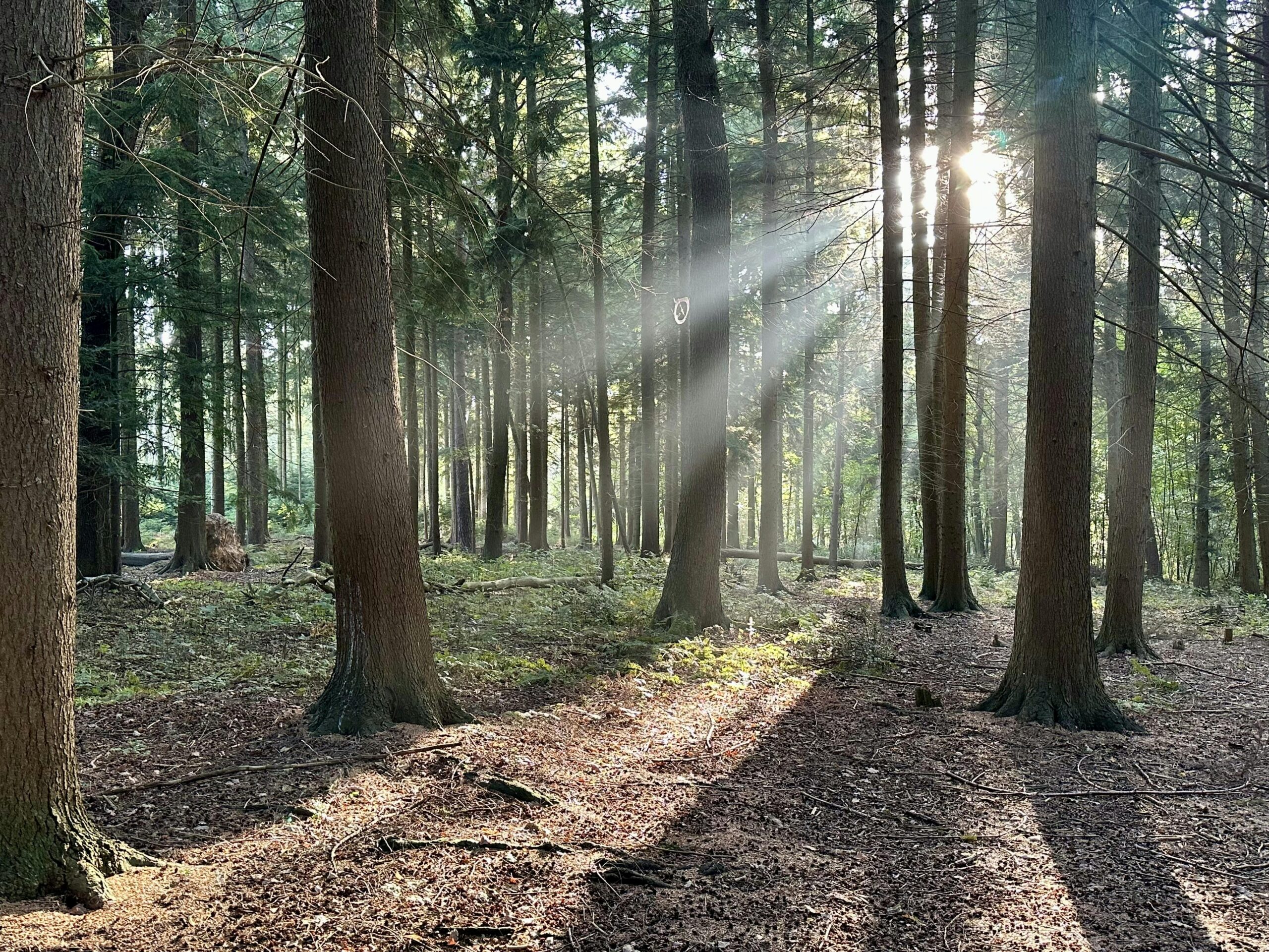 Nadelwald, in den die Morgensonne leuchtet.