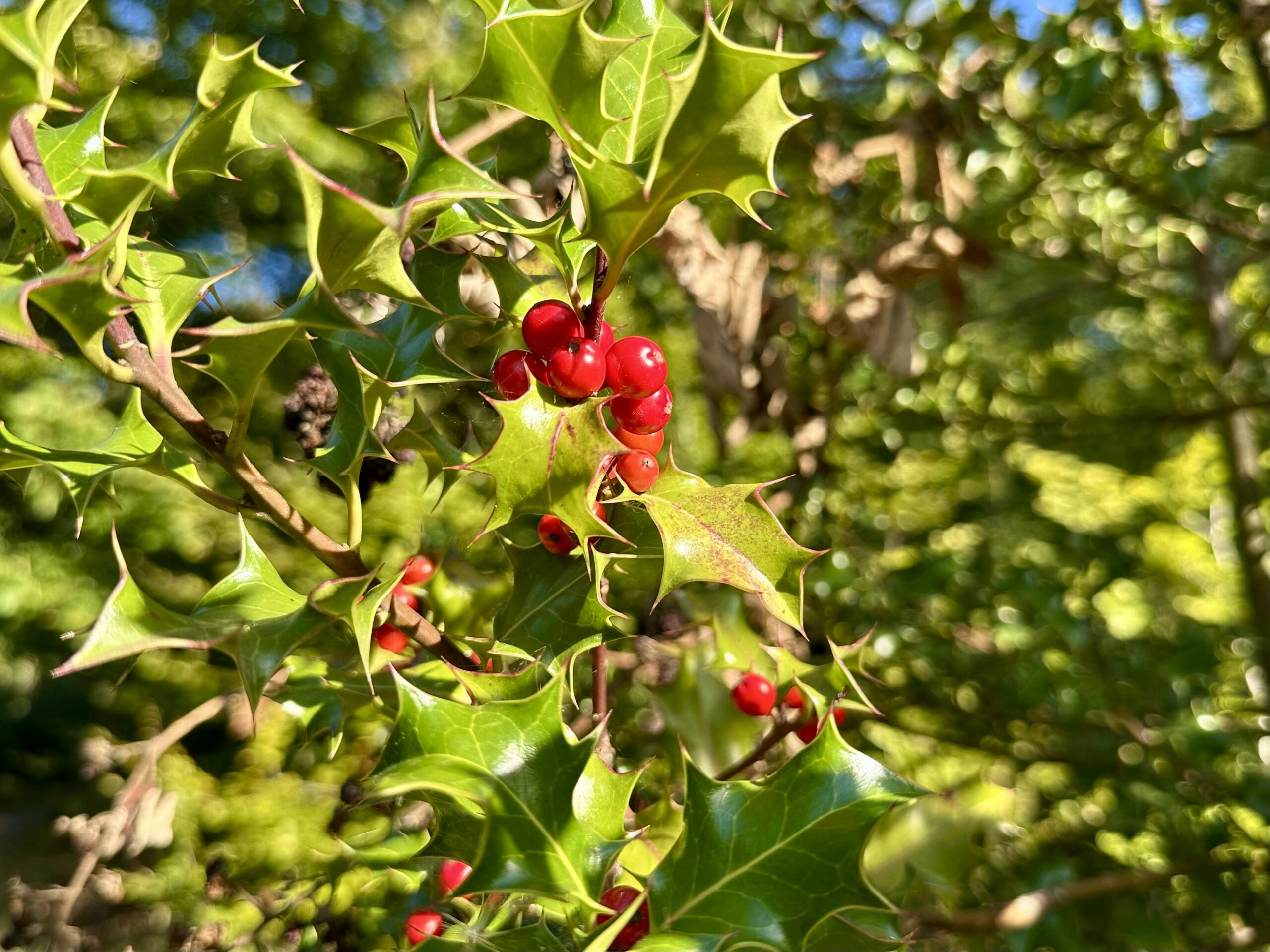 Stachelige Blätter der Stechpalme (Ilex) mit knallroten Beeren dazwischen.