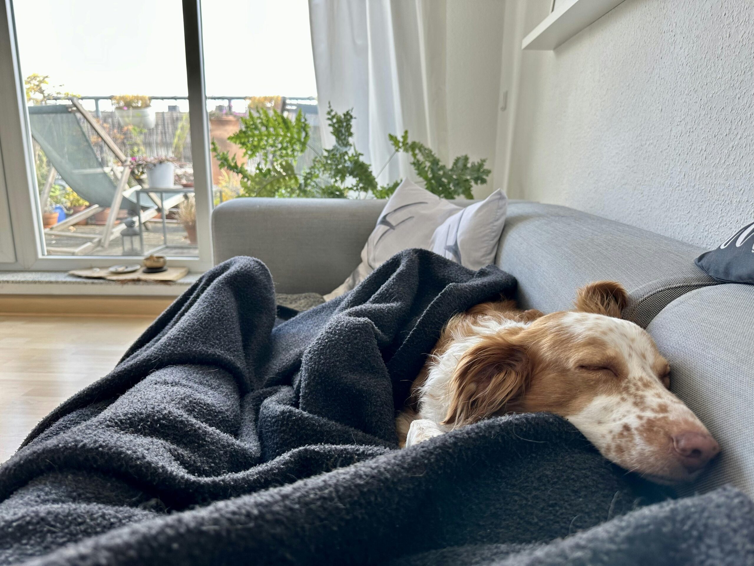 Schlafender Hund neben einem Menschen auf der Couch. Beide liegen gemeinsam unter einer Wolldecke.