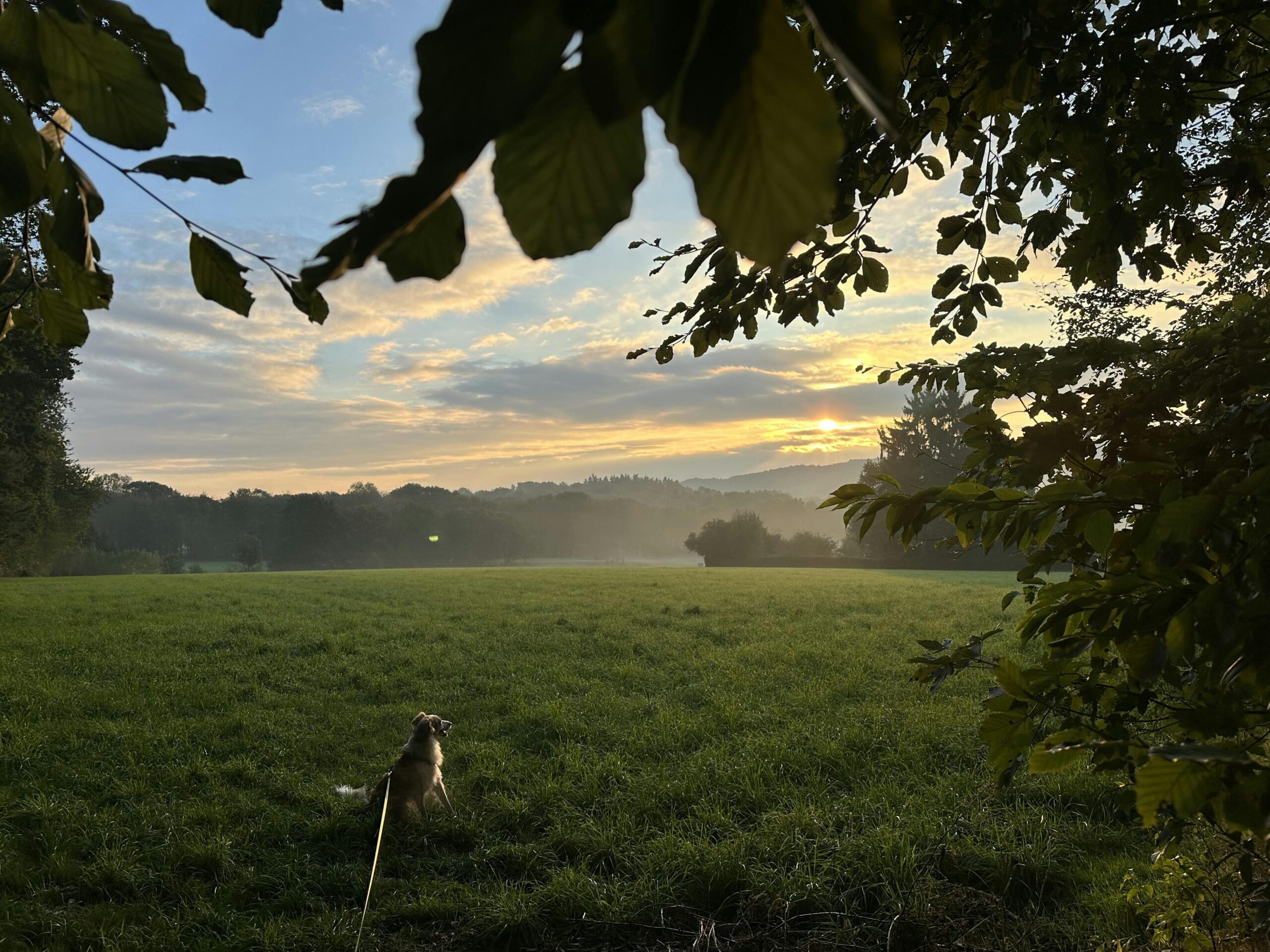 Wiese mit Hund im Sonnenaufgang, umrahmt vom Laub der Bäume.