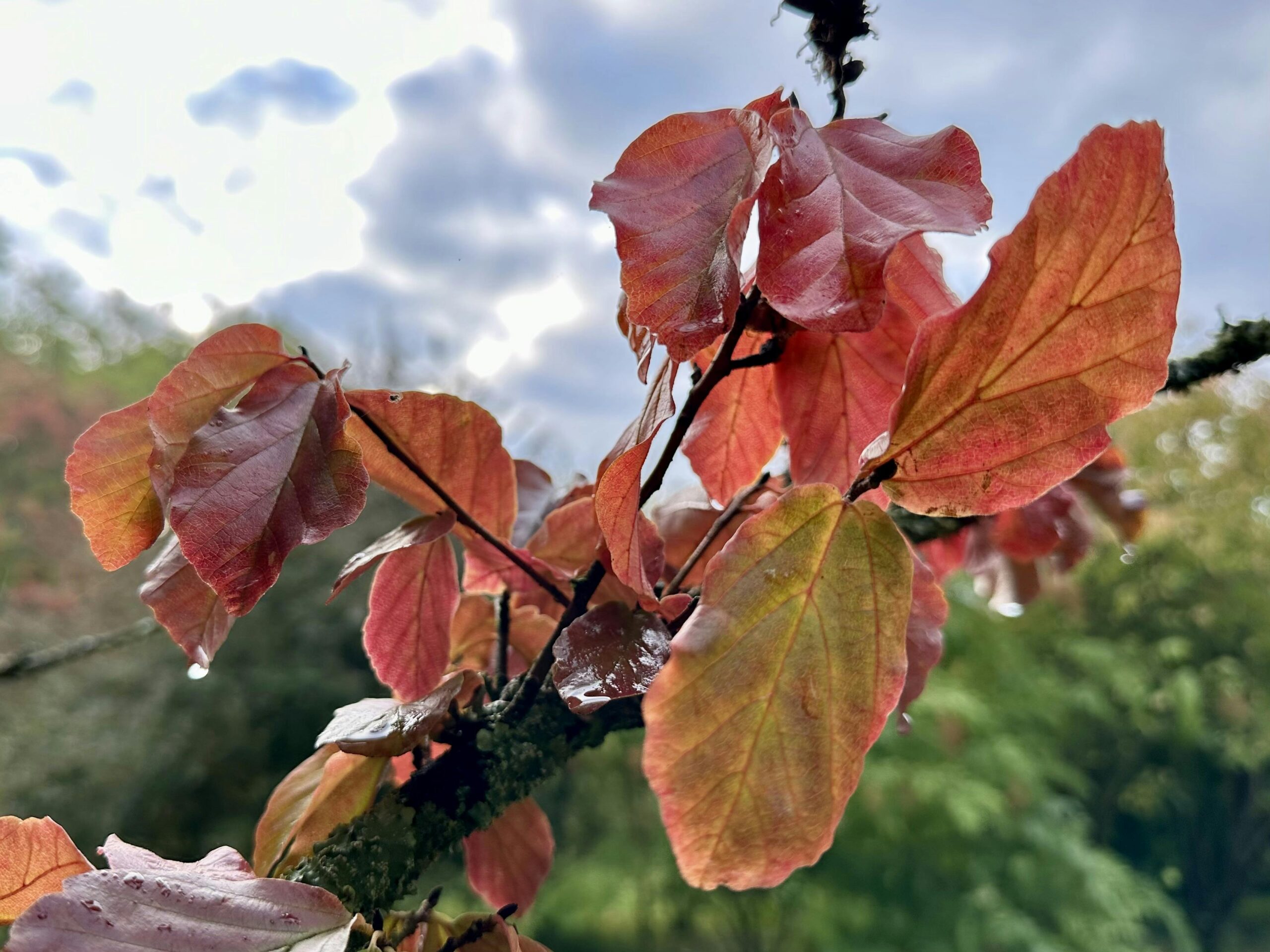 Rötlich gefärbte Blätter am Baum.