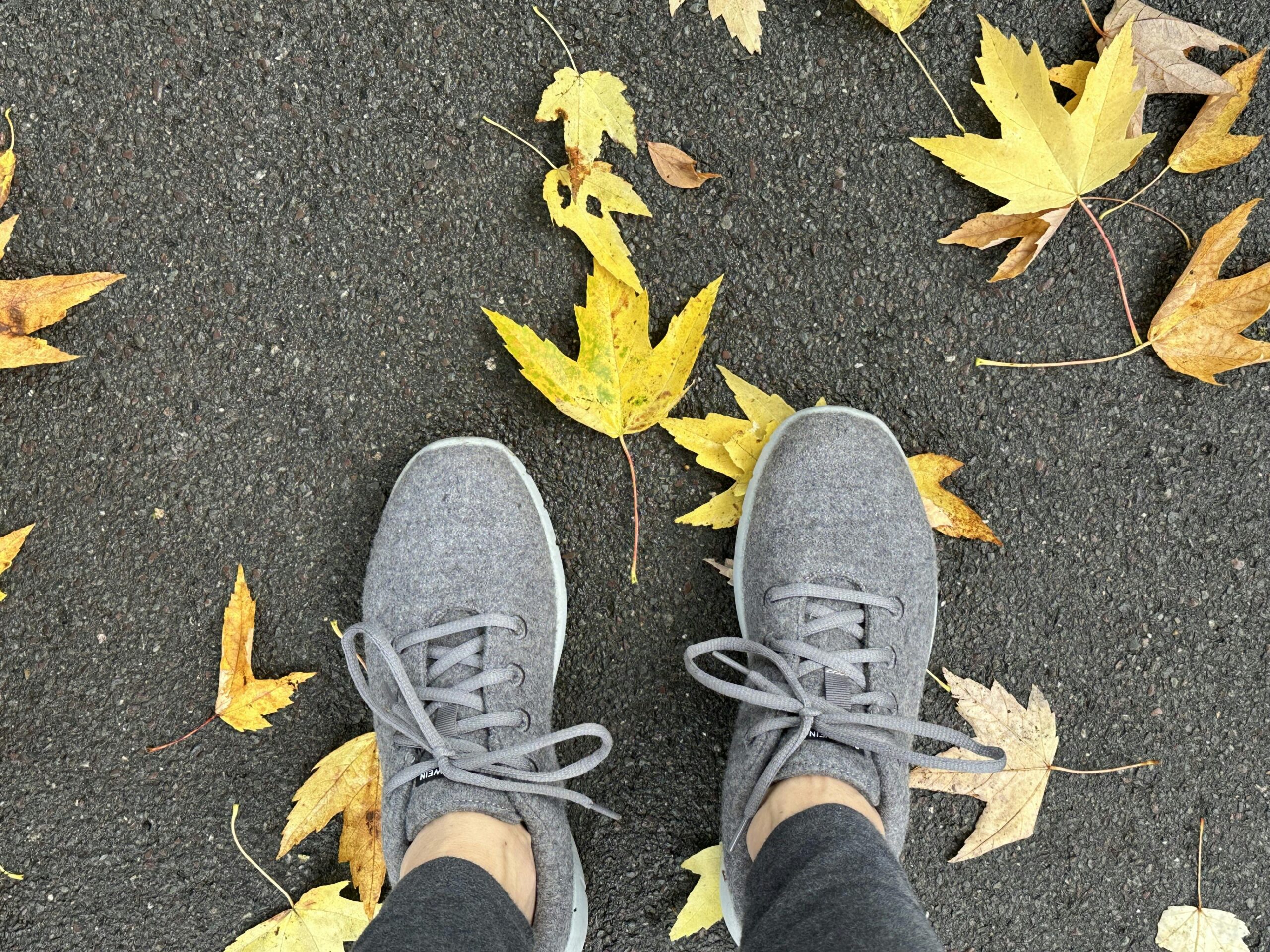 Graue Merino-Sneaker auf Asphalt. Daneben gelb leuchtendes Laub vom Ahorn.