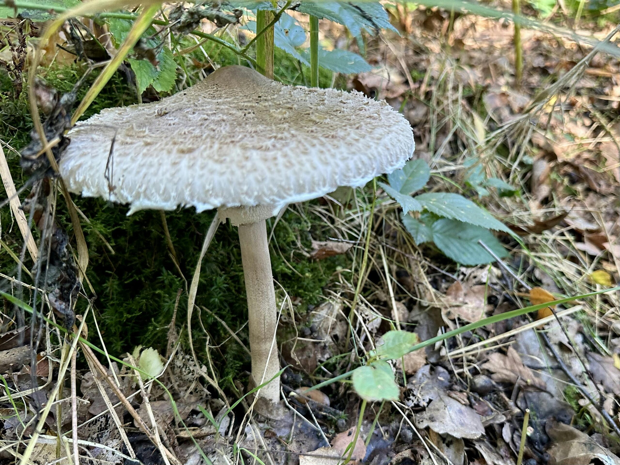 Hellbrauner Pilz mit großem Schirm auf Waldboden. Vermutlich ein Parasol.