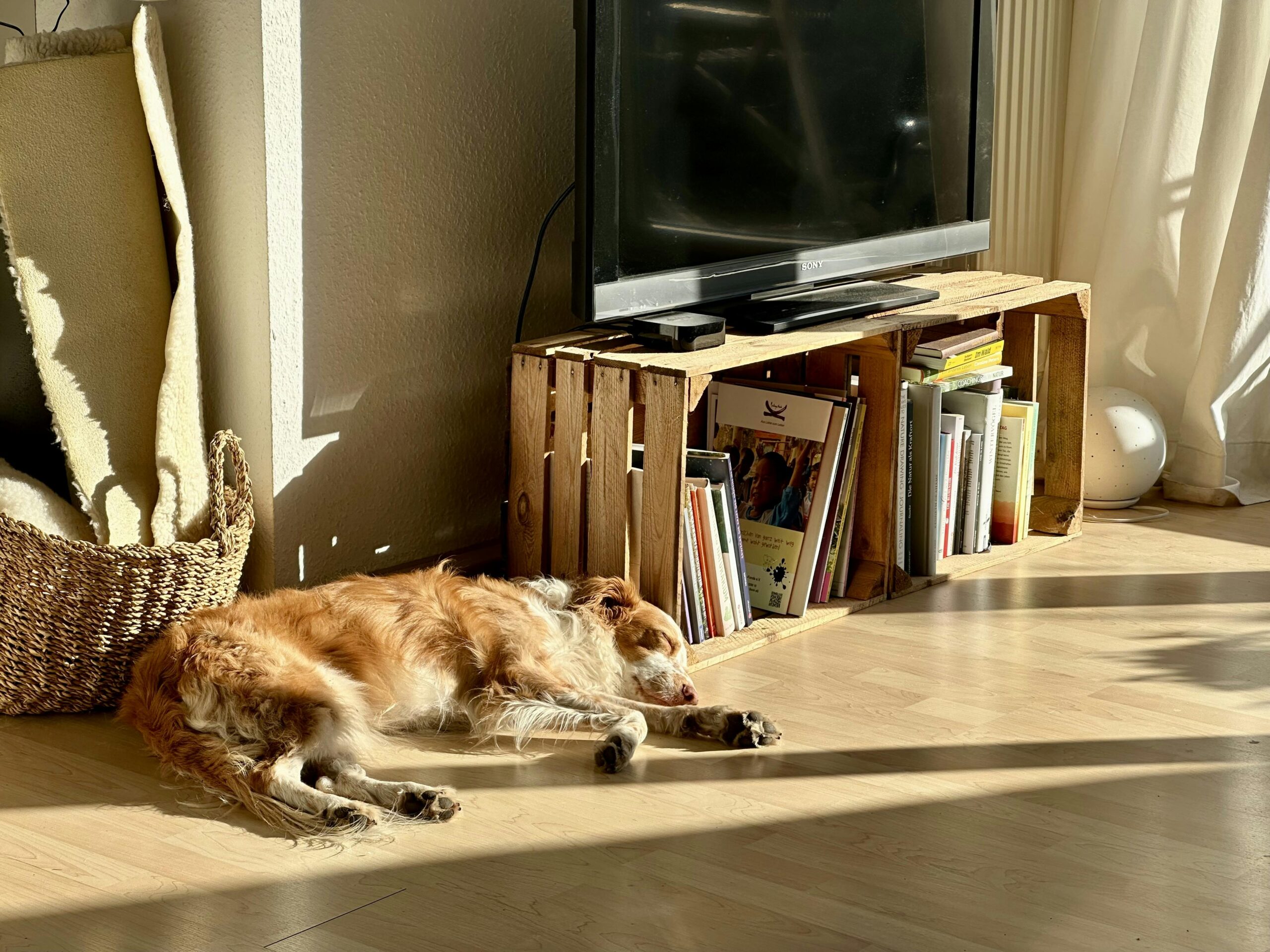 Schlafender Hund auf einem Laminatboden in der Sonne.