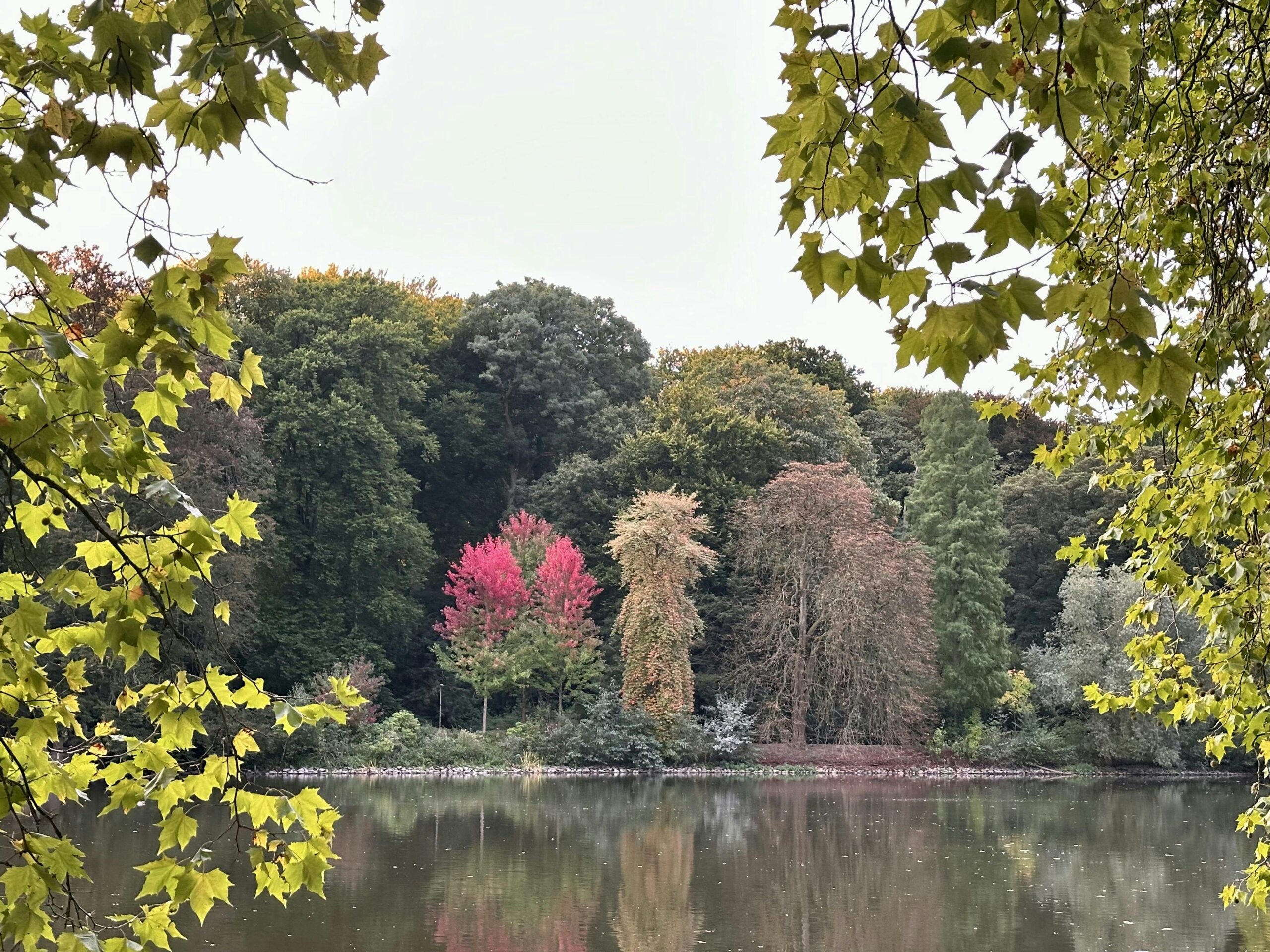 Blick auf einen See, hinter dem ein Baum mit rot leuchtendem Laub steht.
