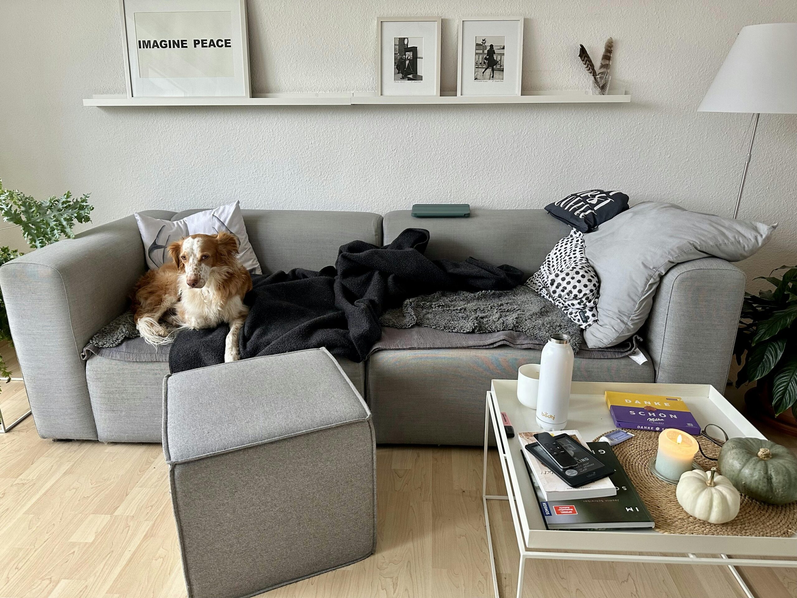 Ein braun--weißer Hund auf einer grauen Couch mit Kissen, Decken und Fellen. Davor ein Filzhocker und ein weißer Metall-Tisch mit einer brennenden Kerze und Kürbissen drauf.