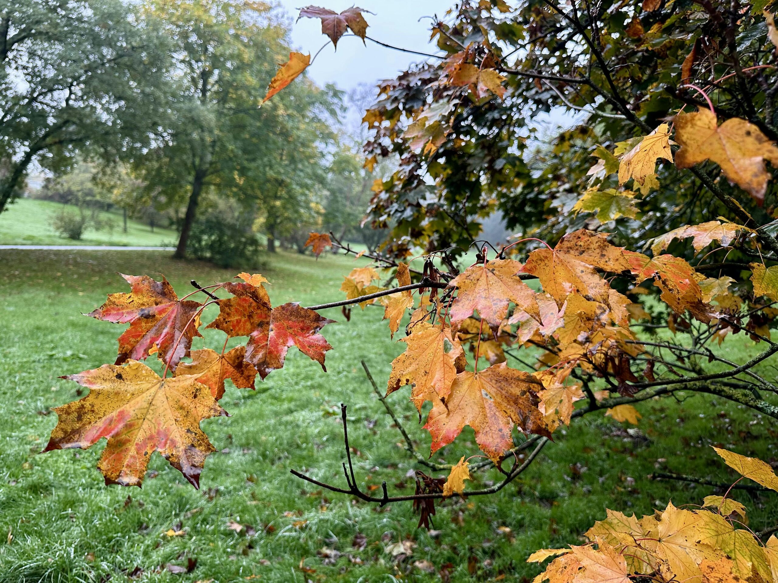 Buntes Laub vom Ahorn bei nebliger Parkstimmung.