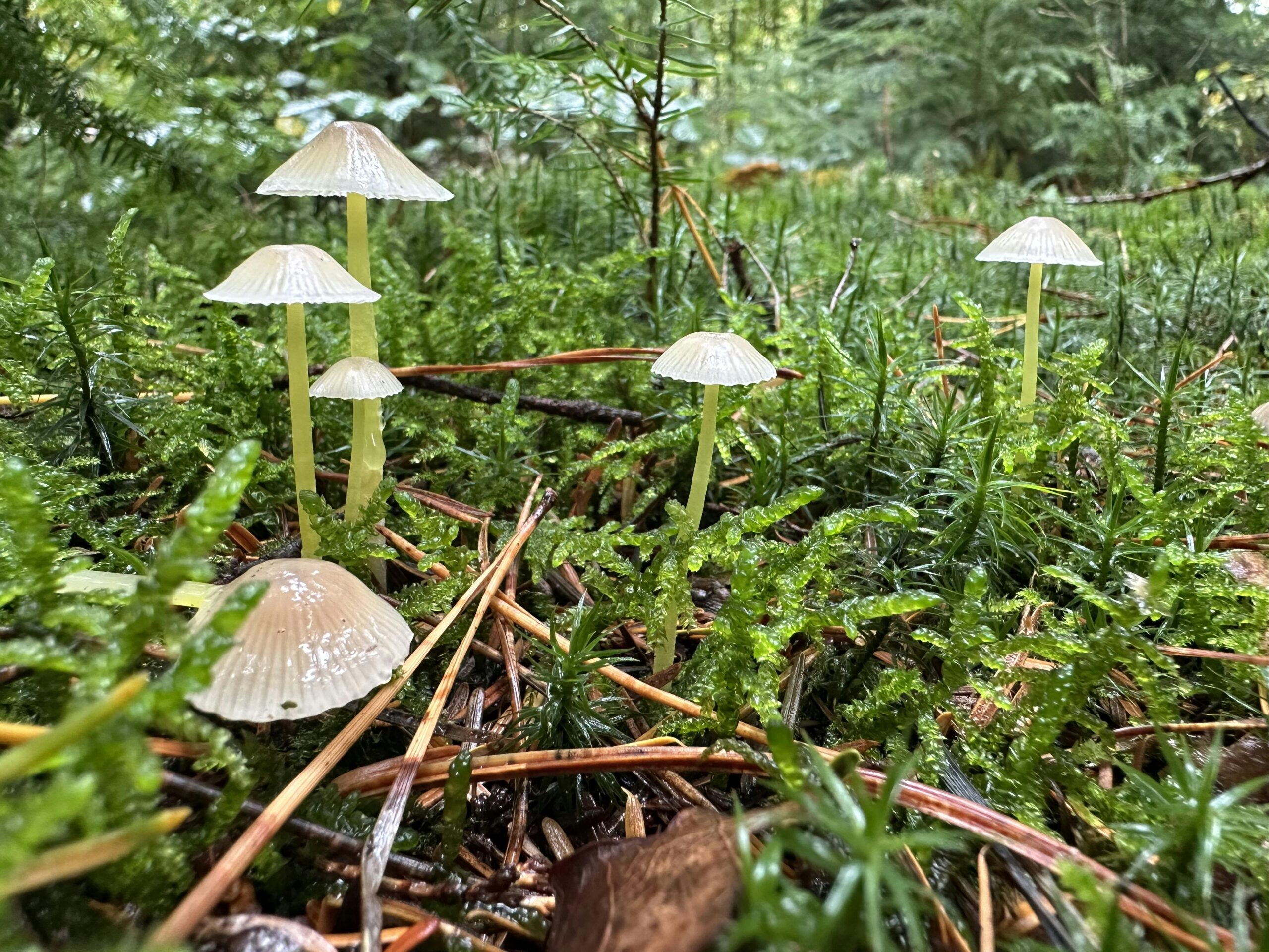 Kleine hell-beige Pilze mit Schirm im Moos