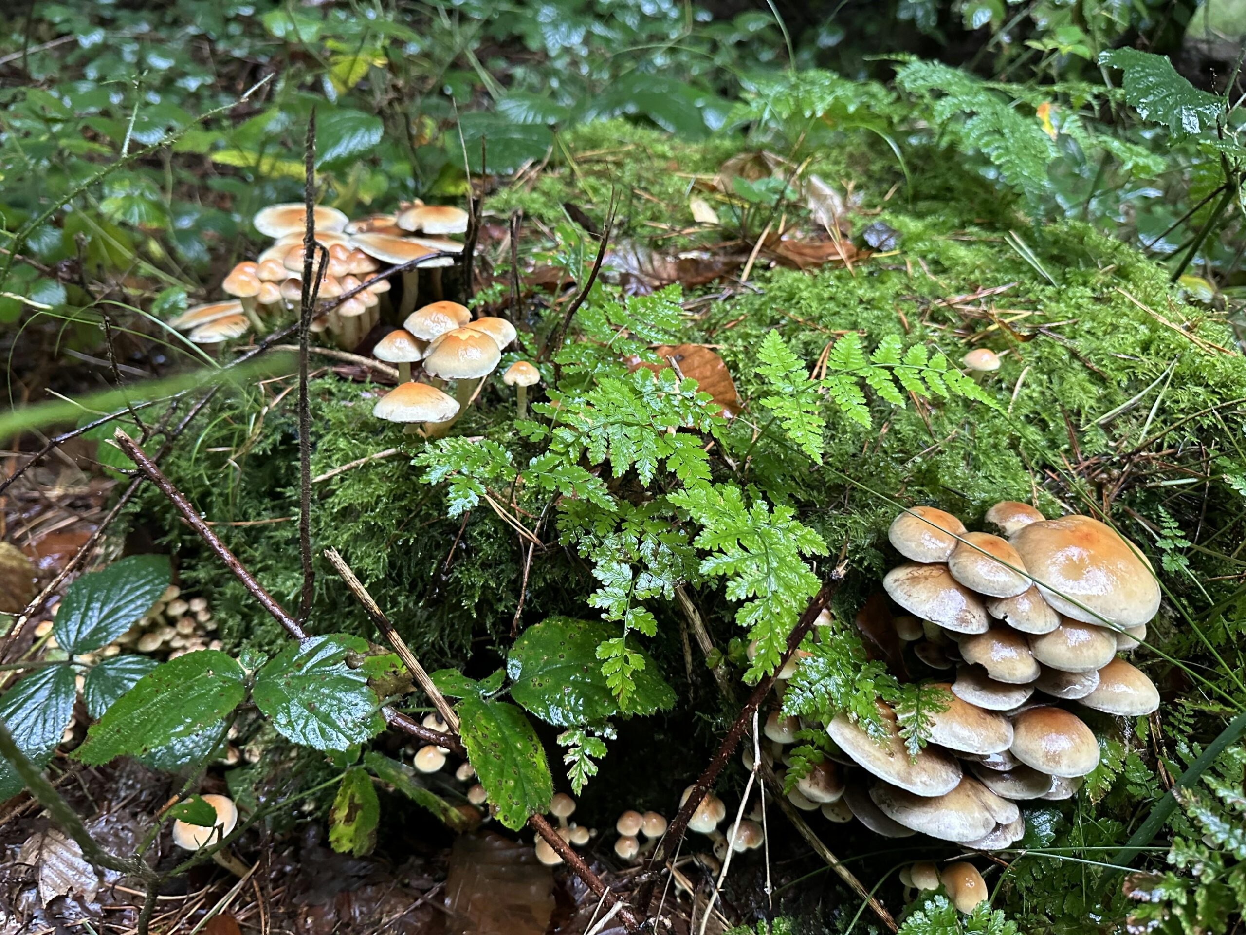 Pilze an einem moosbewachsenen Baumstumpf.