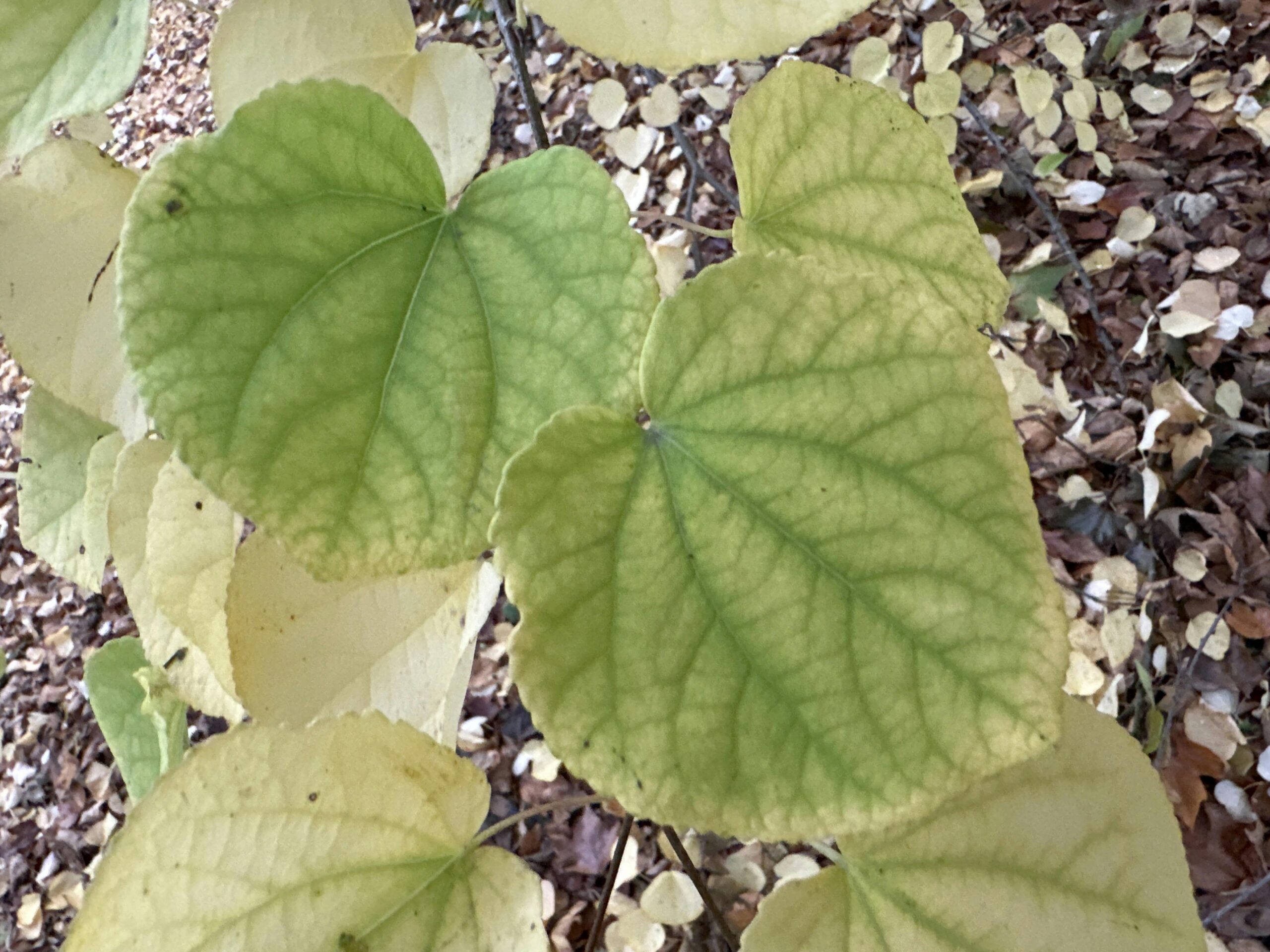 Hellgrüne Blätter des Japanischen Kuchenbaums in Nahaufnahme.
