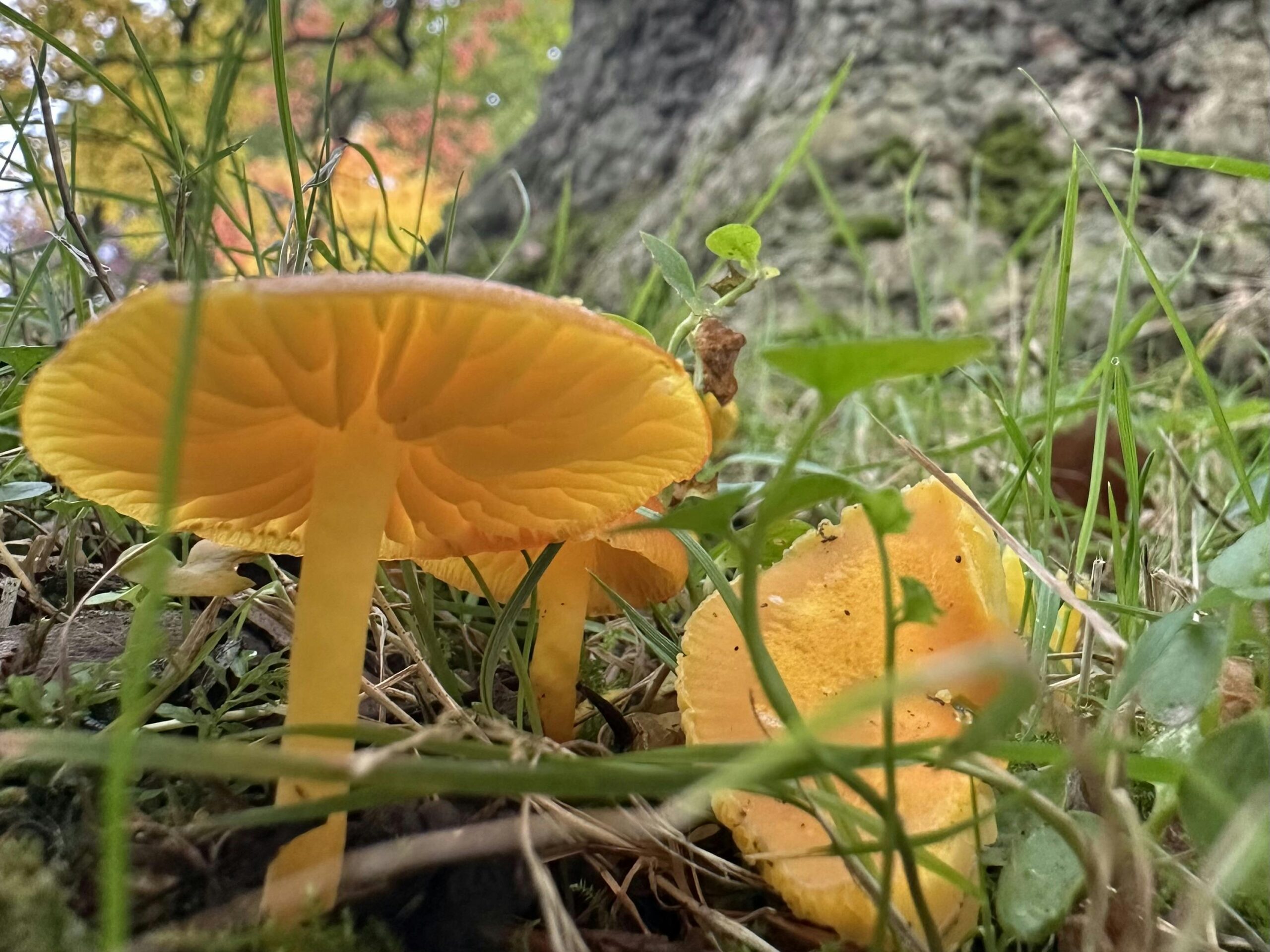 Gelb-orange-farbene Pilze (Saftlinge) im Gras vor einer Baumwurzel