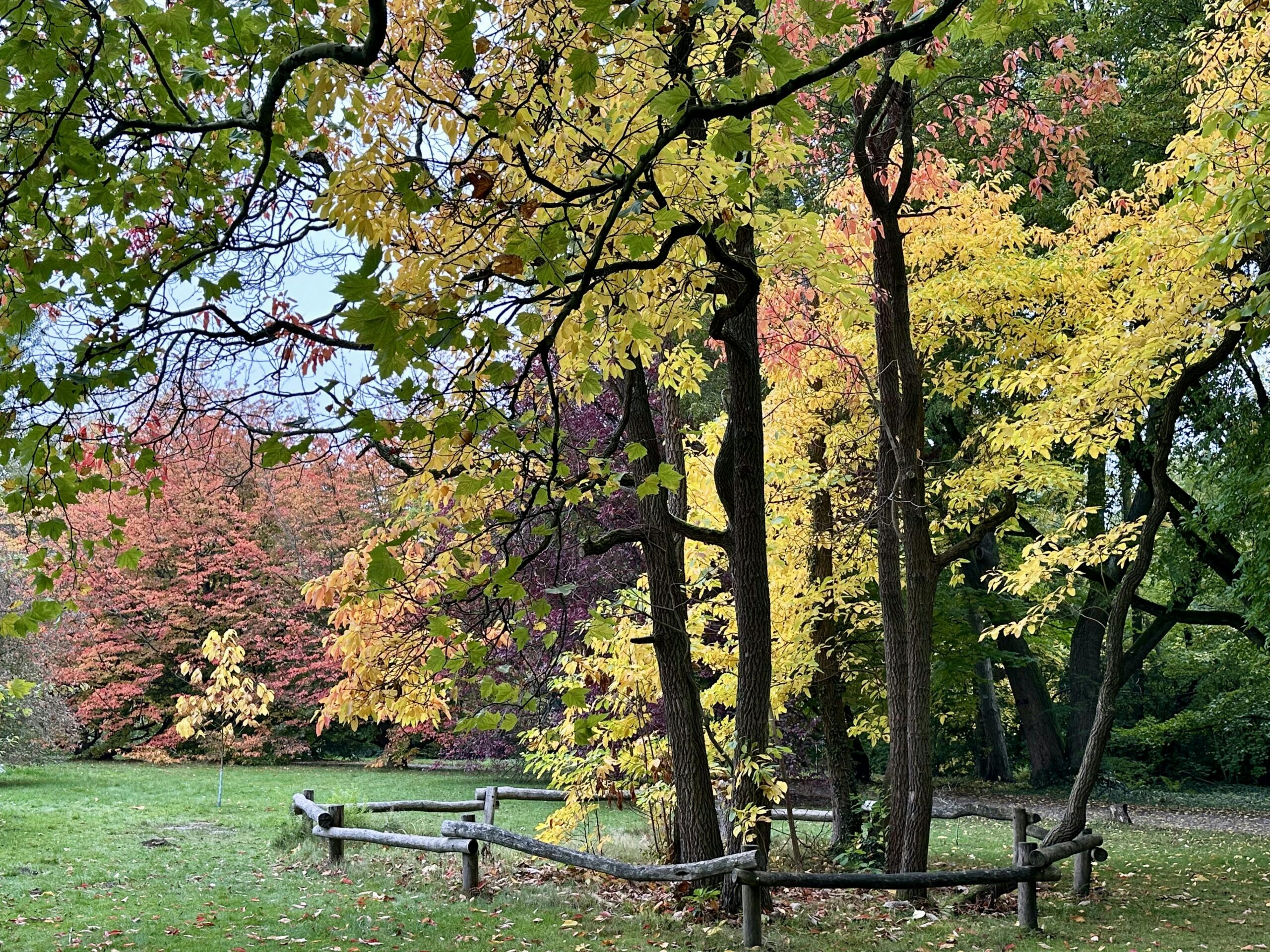 Gelb belaubte Baumgruppe auf einer Wiese, die von einem Holzzaun umgeben ist. Drumherum Bäume mit grünem und rotem Laub.
