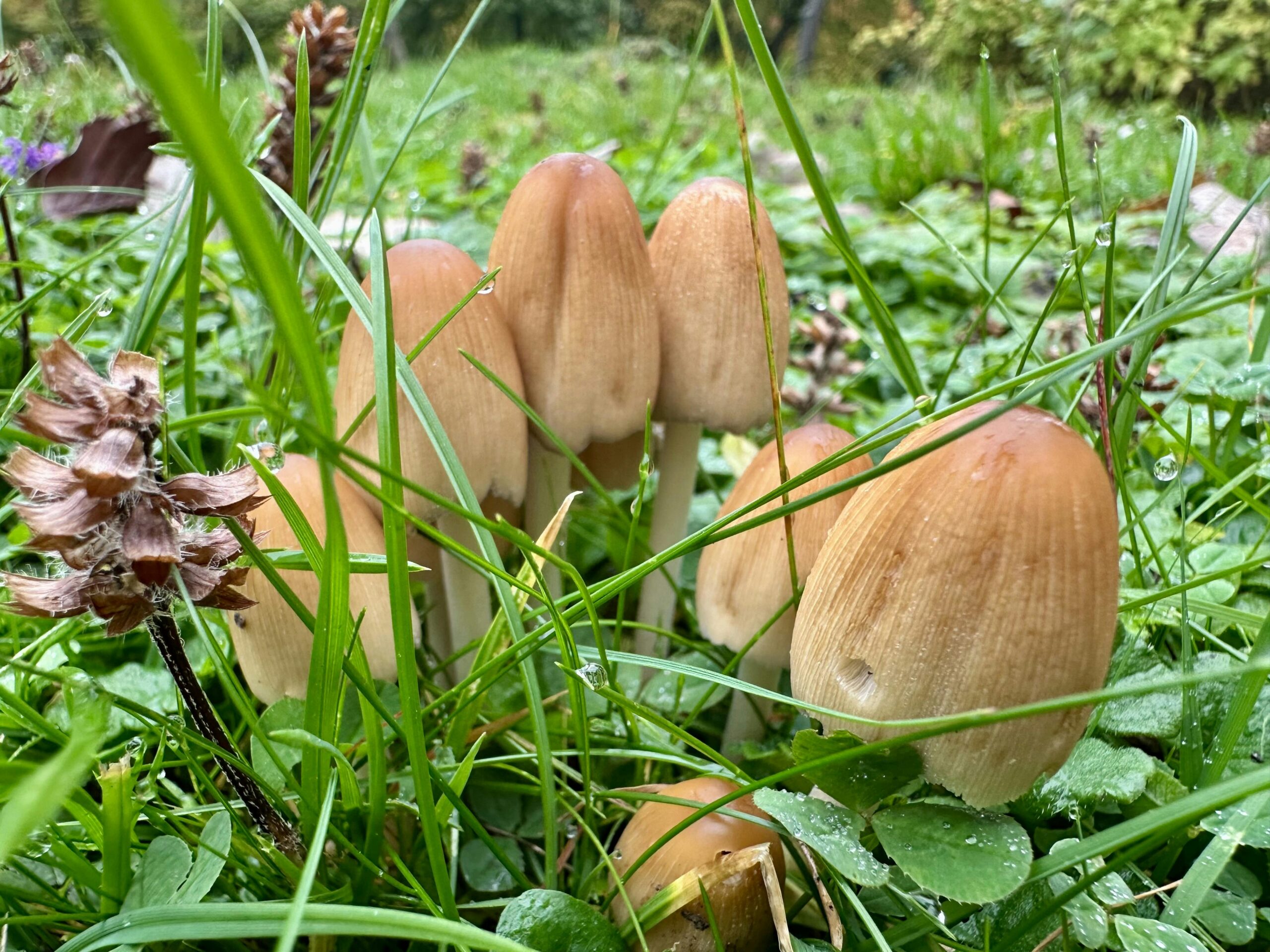 Kleine Pilzgruppe im Gras, möglicherweise Glimmertintlinge. Sie haben ovale Köpfe und eine hellbraune Farbe.