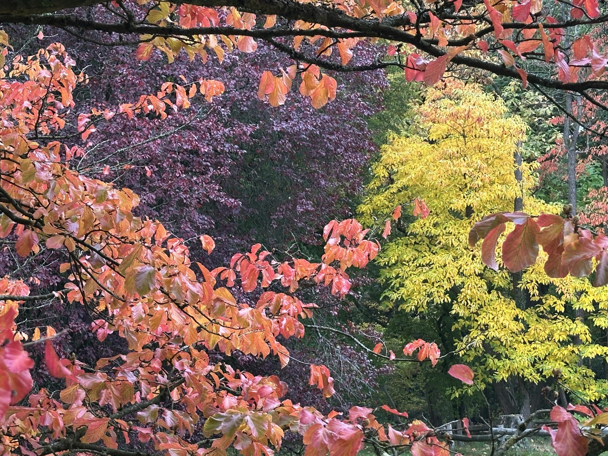 Herbstlich gefärbte Bäume: Einer in rot-orange, einer gelb, einer dunkelrot.