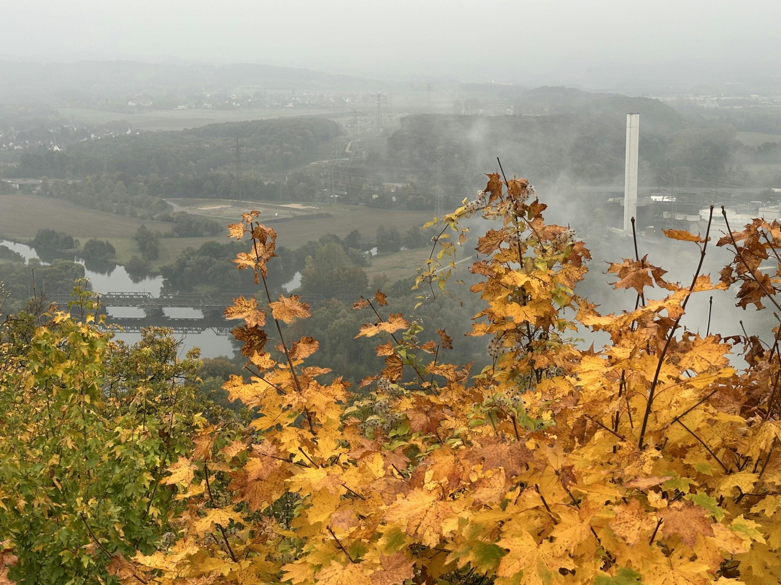 Blick ins neblige Ruhrtal unterhalb der Hohensyburg. Im Vordergrund gelbes Laub an einem Ahornbaum.