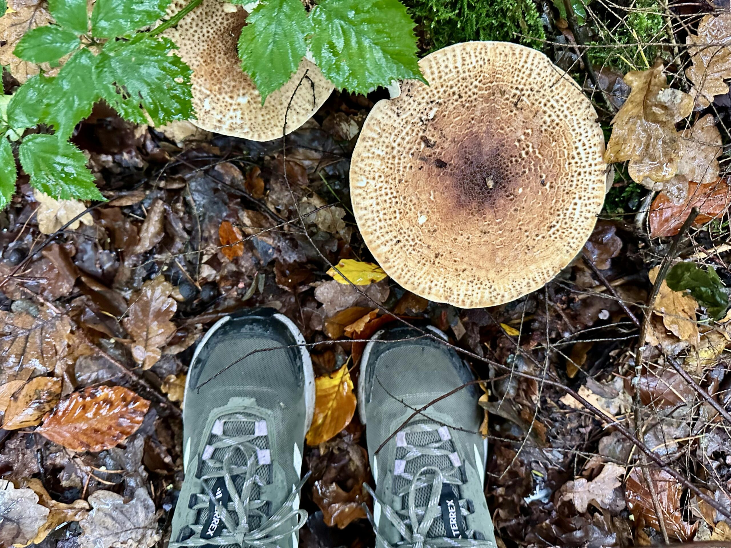 Herbstlicher Waldboden, darauf von oben zu sehen zwei Schuhe und ein sehr großer bräunlicher Pilz.