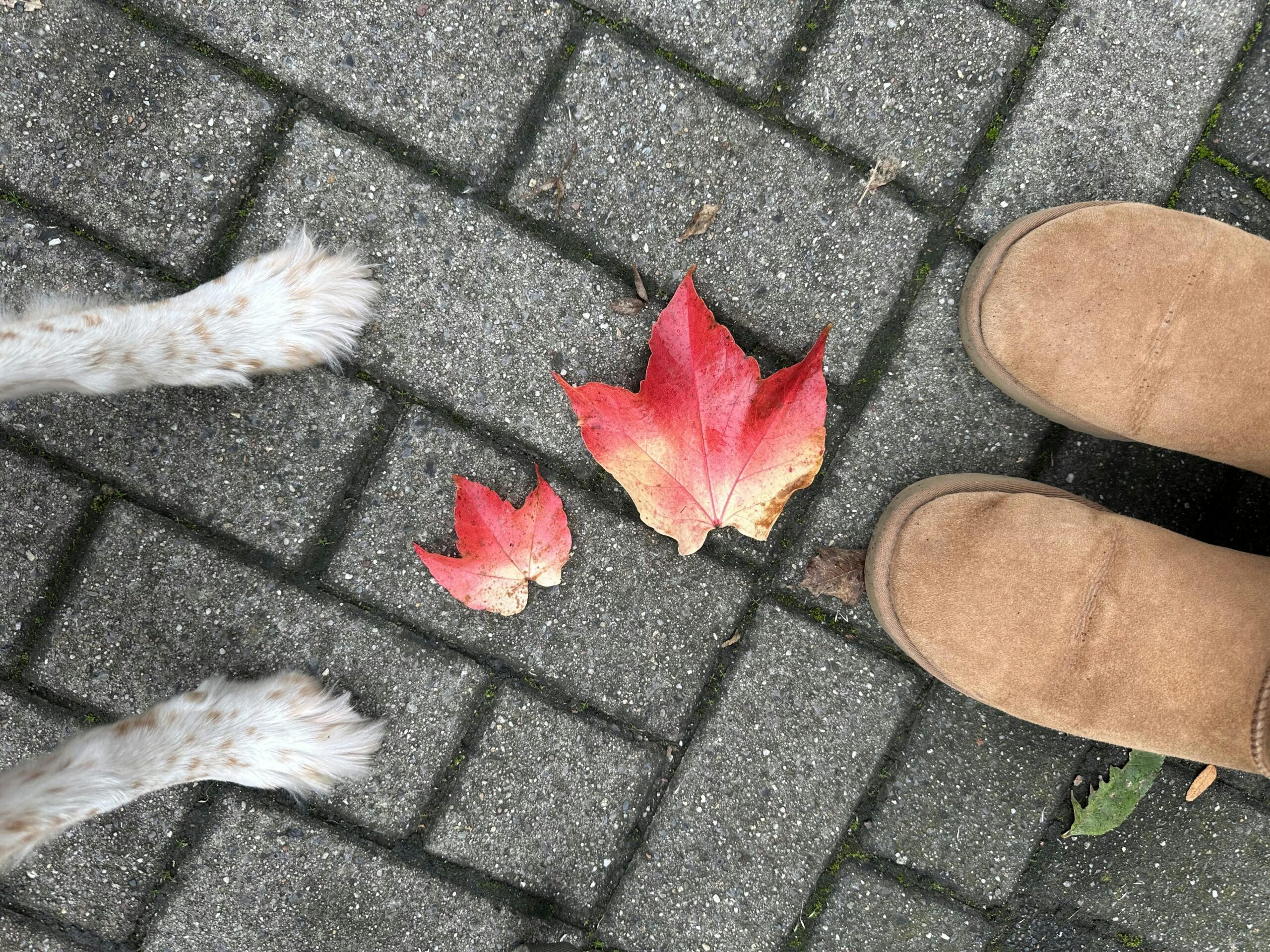 Gepflasterter Boden. Darauf: zwei weiße Hundepfoten mit braunen Sprenkeln und gegenüber zwei Füße in braunen Stiefeln. Dazwischen zwei gelb-rot gefärbte Weinlaubblätter (eins kleiner, eins größer.