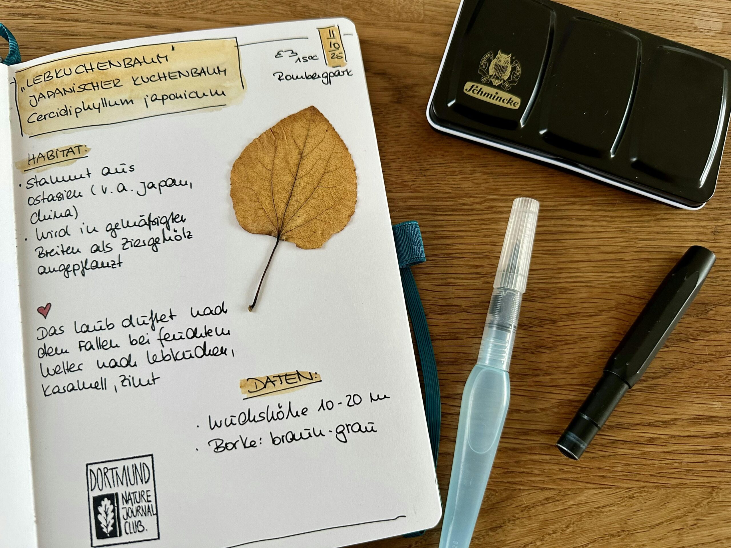 Seite eines Nature Journals mit der Überschrift "Lebkuchenbaum" und diversen Informationen zu der Art. Dazu wurde ein trockenes Blatt des Baums eingeklebt. Neben dem Notizbuch liegen ein schwarzer Aquarellkasten, ein schwarzer Füller und ein Wassertankpinsel.