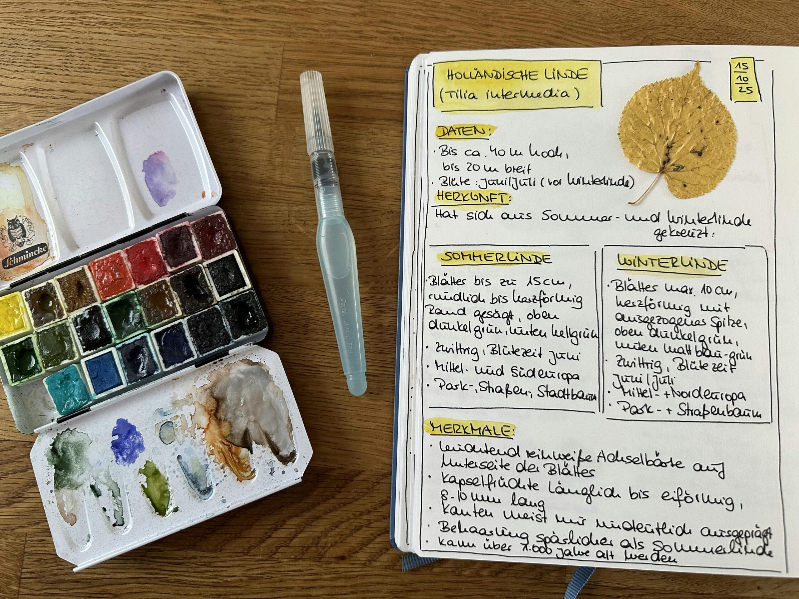 Geöffneter Aquarellkasten, Wassertankpinsel und ein Notizbuch mit Aufzeichnungen zur Holländischen Linde und einem getrockneten, eingeklebten Lindenblatt.