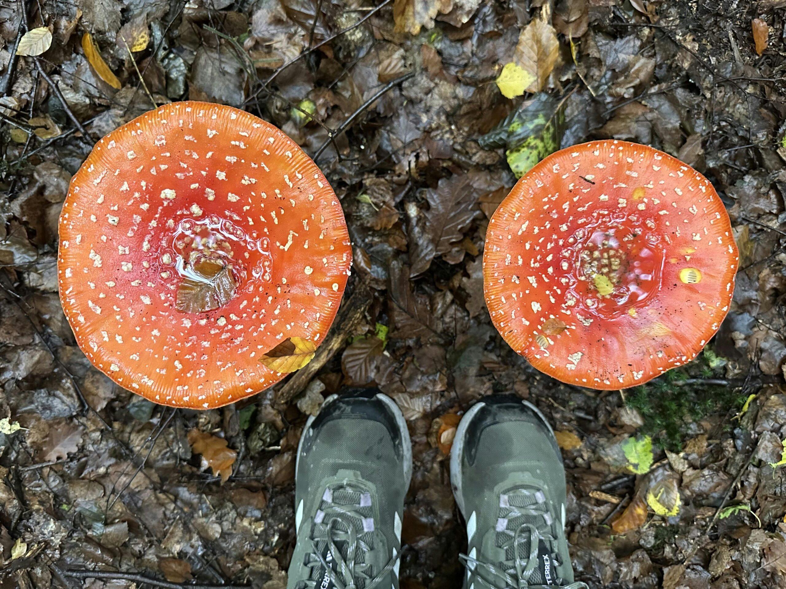 Zwei wirklich große Fliegenpilze von oben fotografiert neben zwei Schuhen.