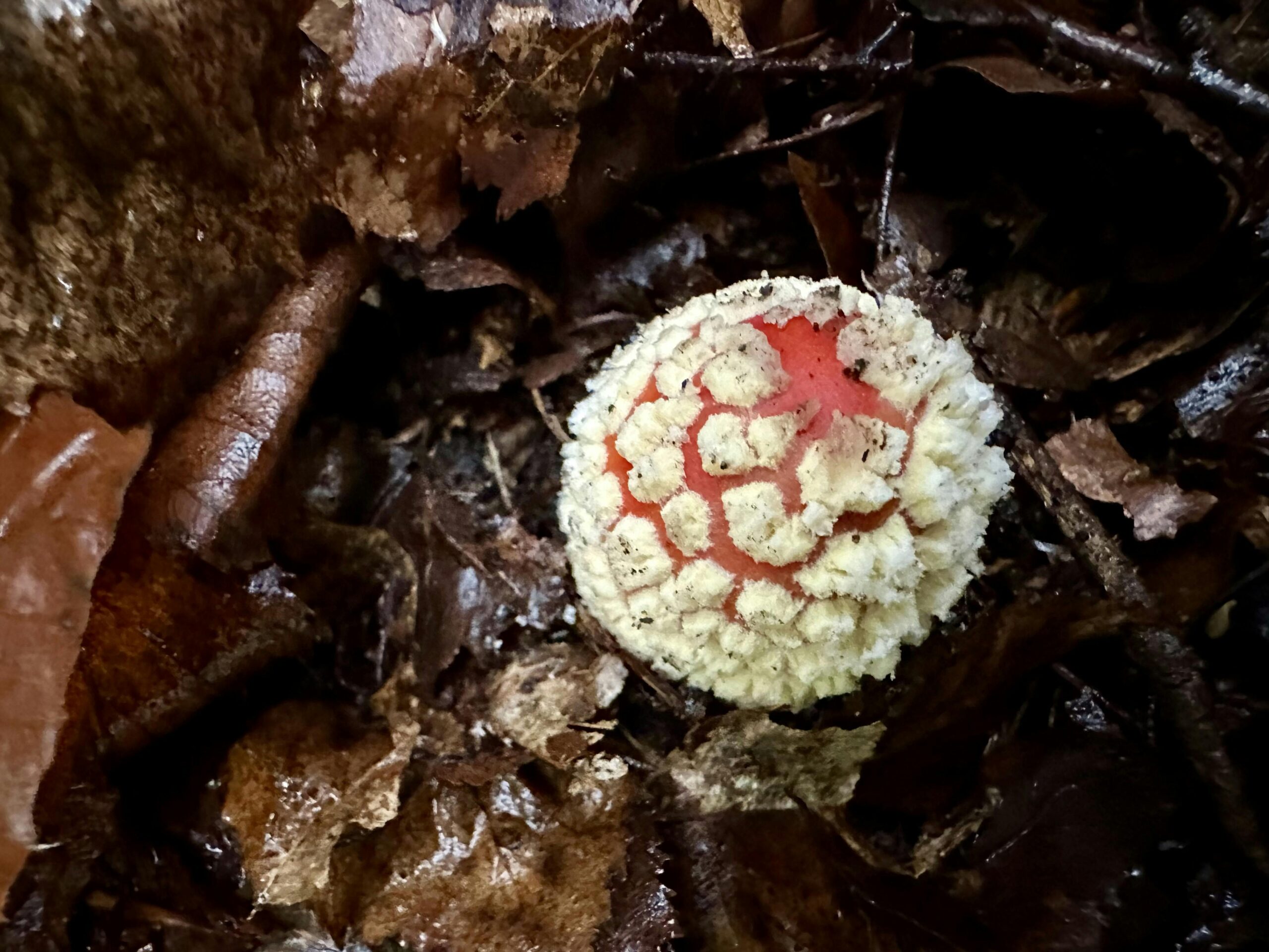 Kleiner Fliegenpilz auf Waldboden