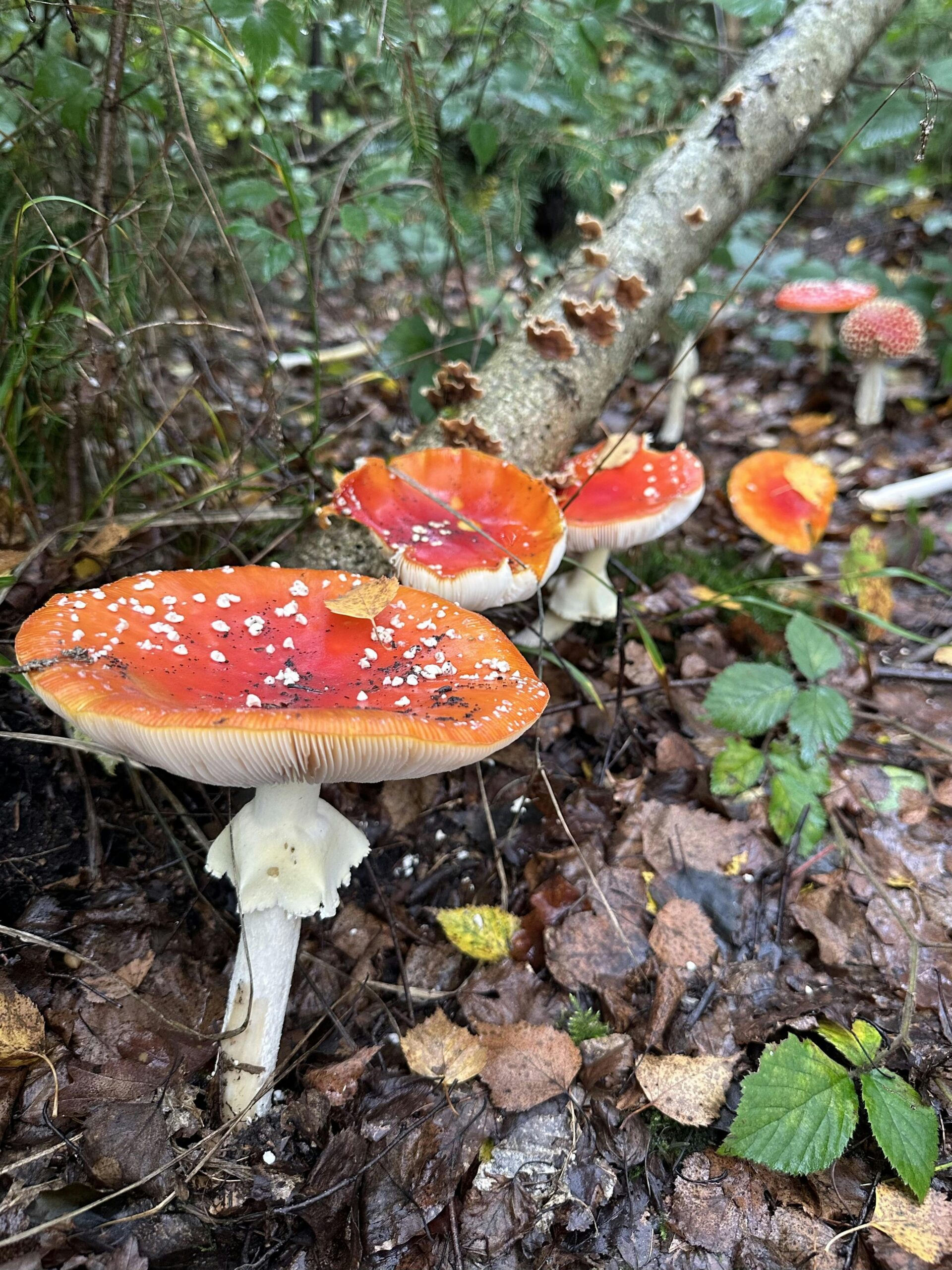 Sechs Fliegenpilze hintereinander neben einem Ast.