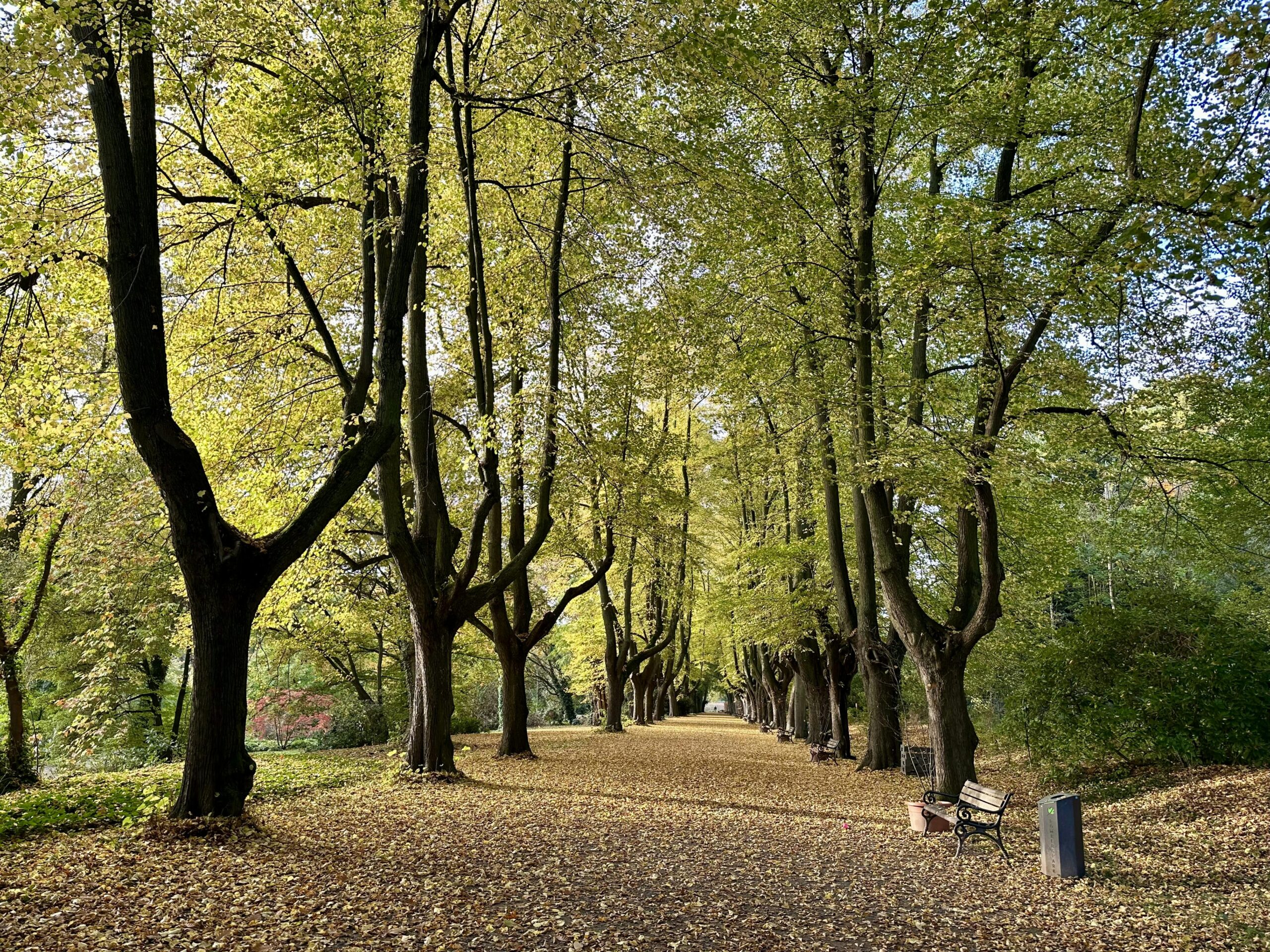 Lindenallea im Park bei Sonnenschein