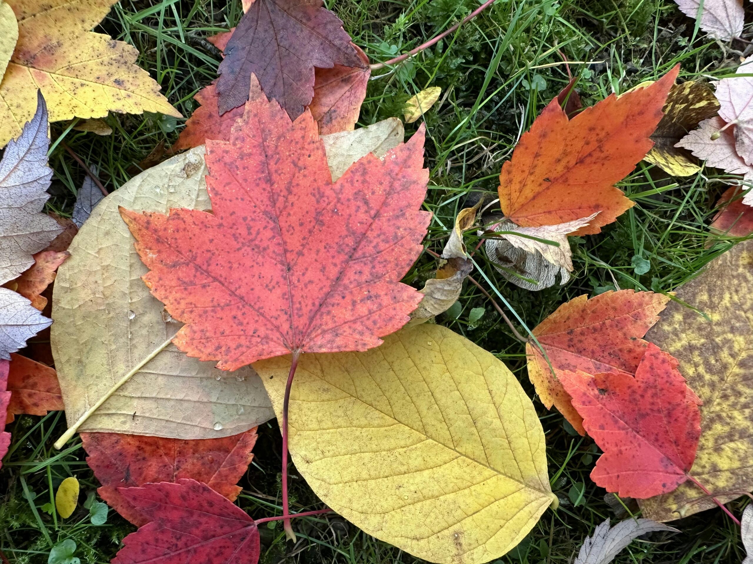 Buntes Herbstlaub liegt auf einer Wiese.