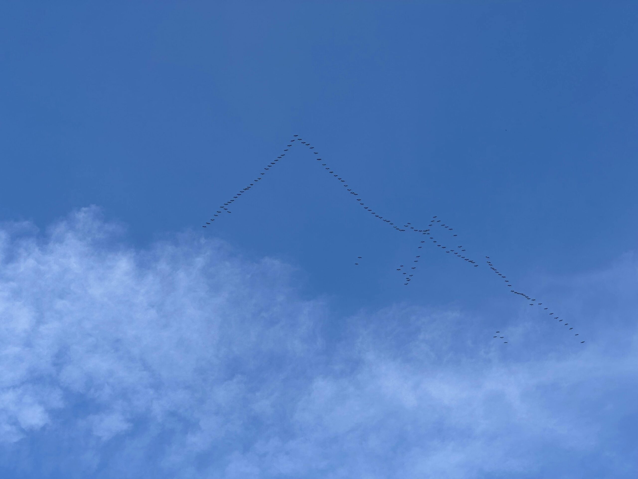 Blauer Himmel mit zarten Wolkenschleiern und zwei Gruppen von Kranichen, die in V-Formation Richtung Süden fliegen.
