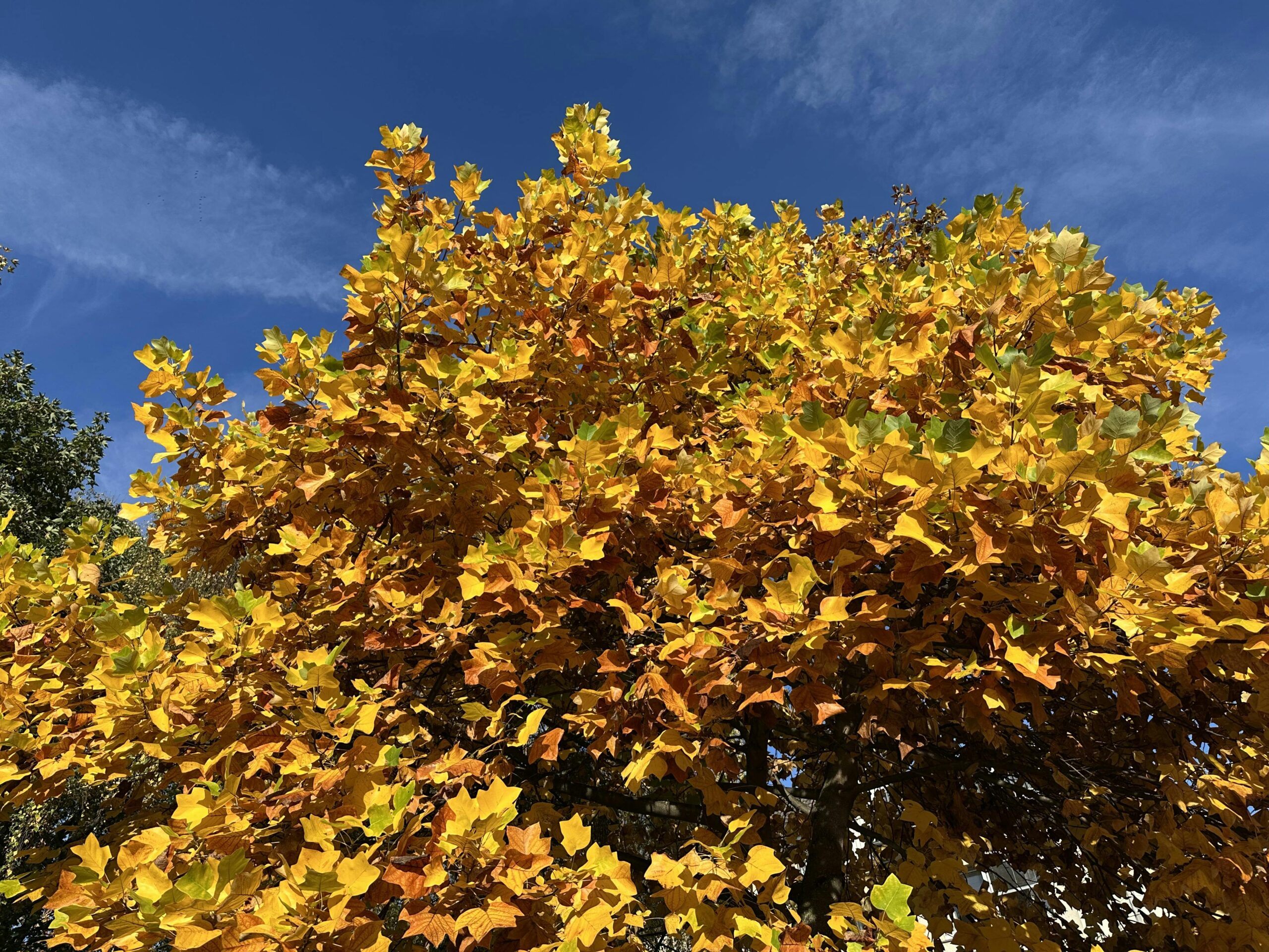 Platane mit goldgelb gefärbtem Laub vor knallblauem Himmel.