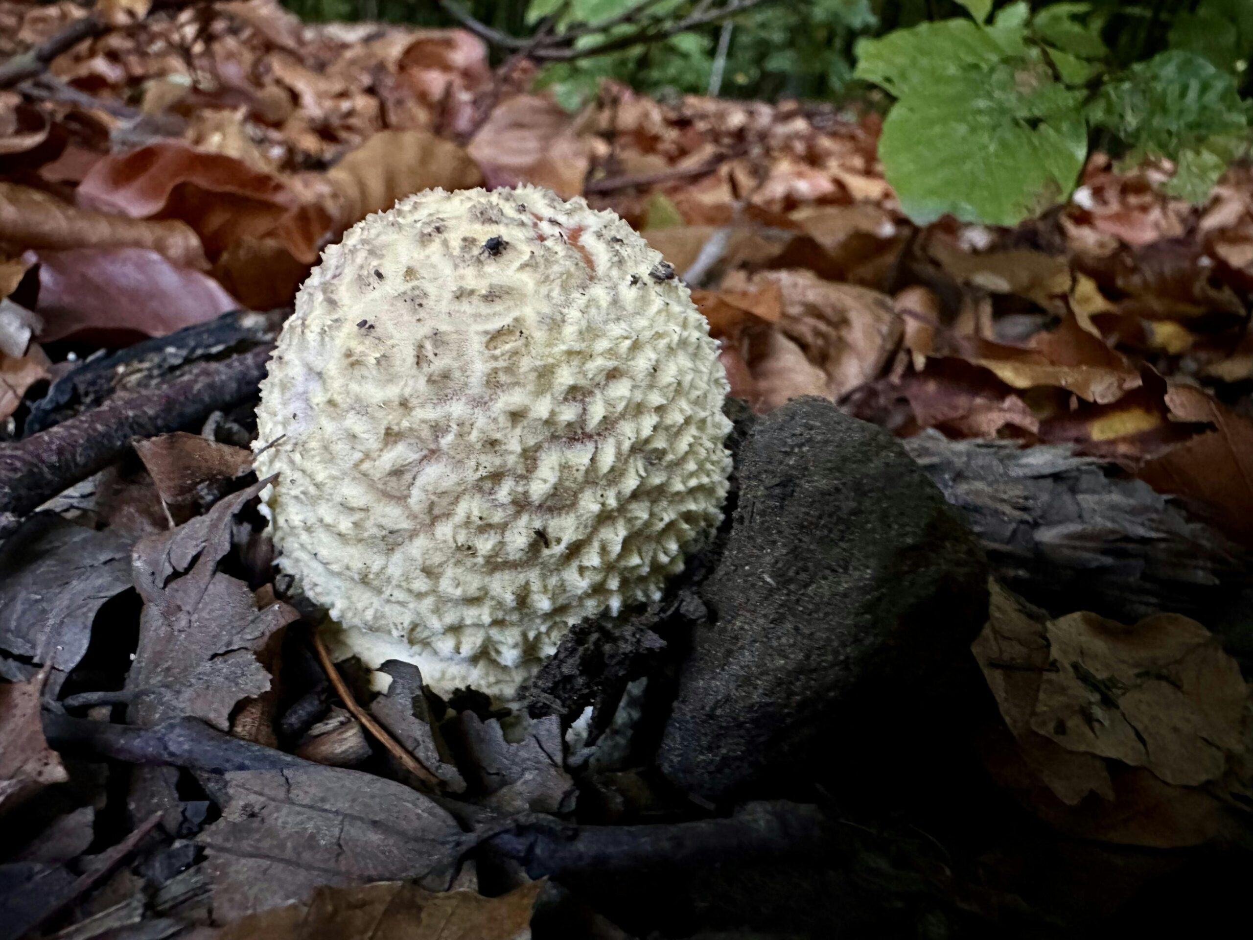 Ganz junger Fliegenpilz, der noch ganz klein, knubbelig und weiß ist.