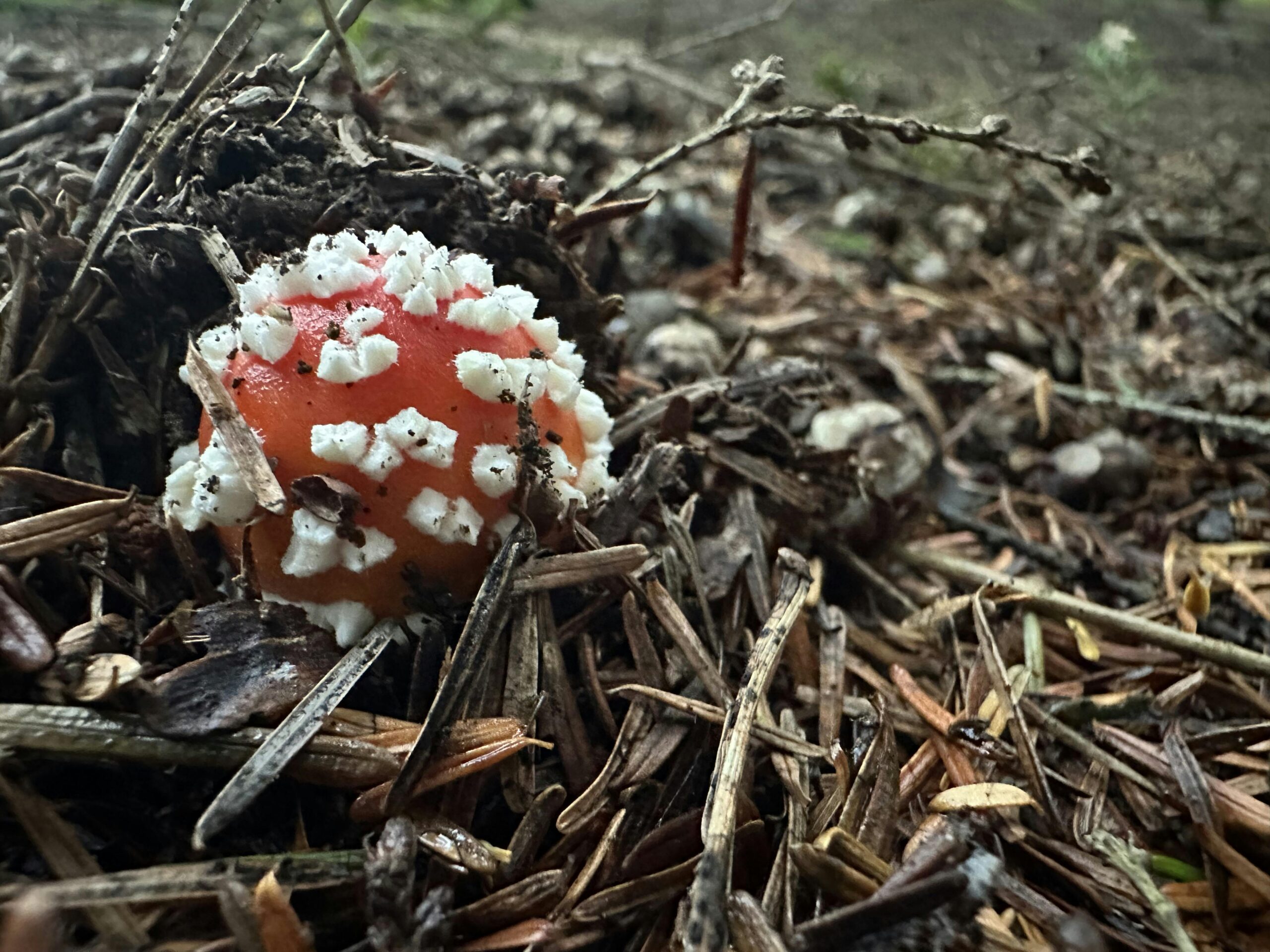 Junger Fliegenpilz: Eine kleine rote Kugel mit weißen Stippen direkt auf den abgefallenen Nadeln des Waldes.