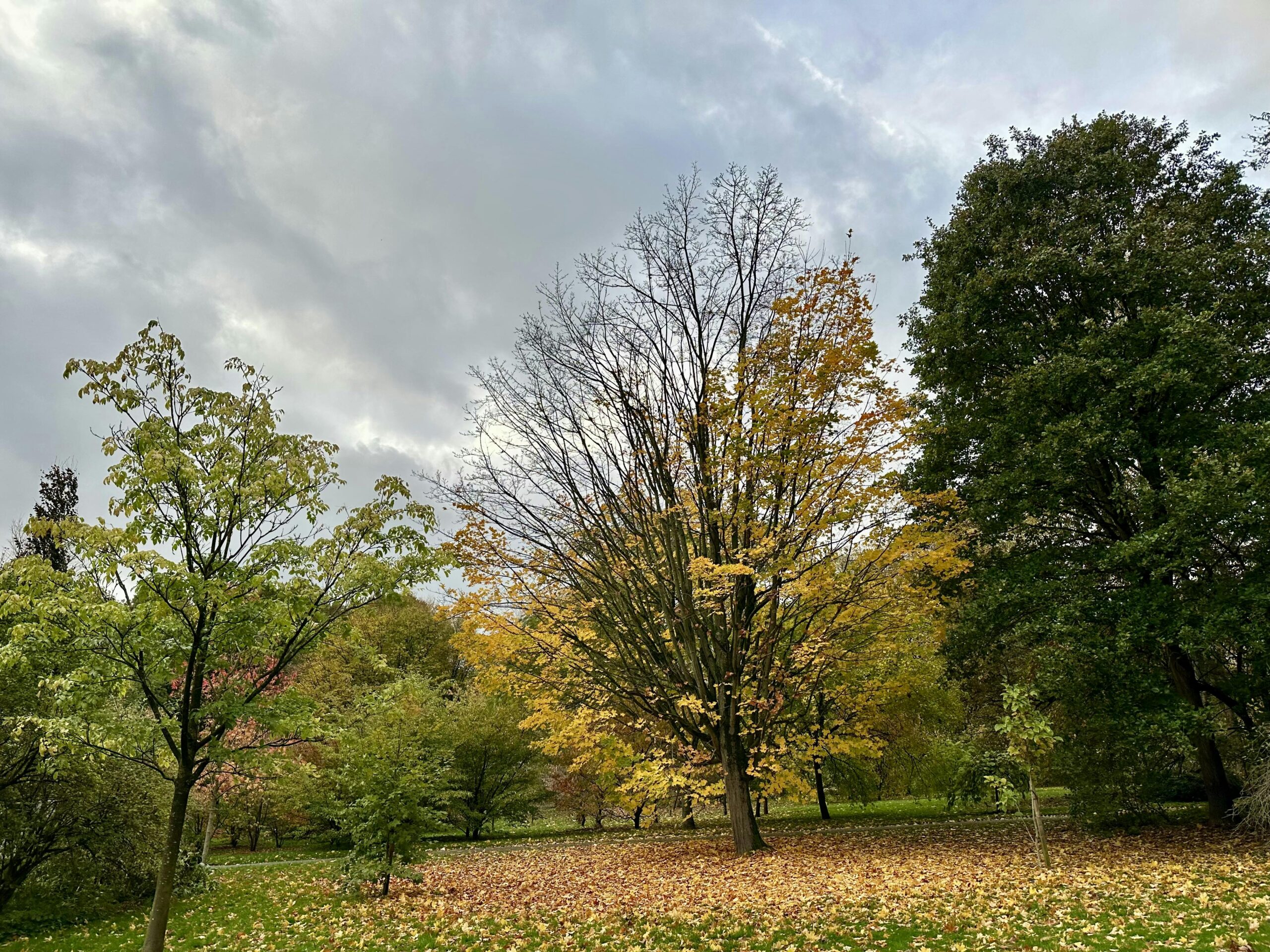 Baum mit Resten von gelbem Laub. Viel Laub liegt bereits auf dem Boden. Daneben ein Baum, der noch voll grünes Laub trägt.