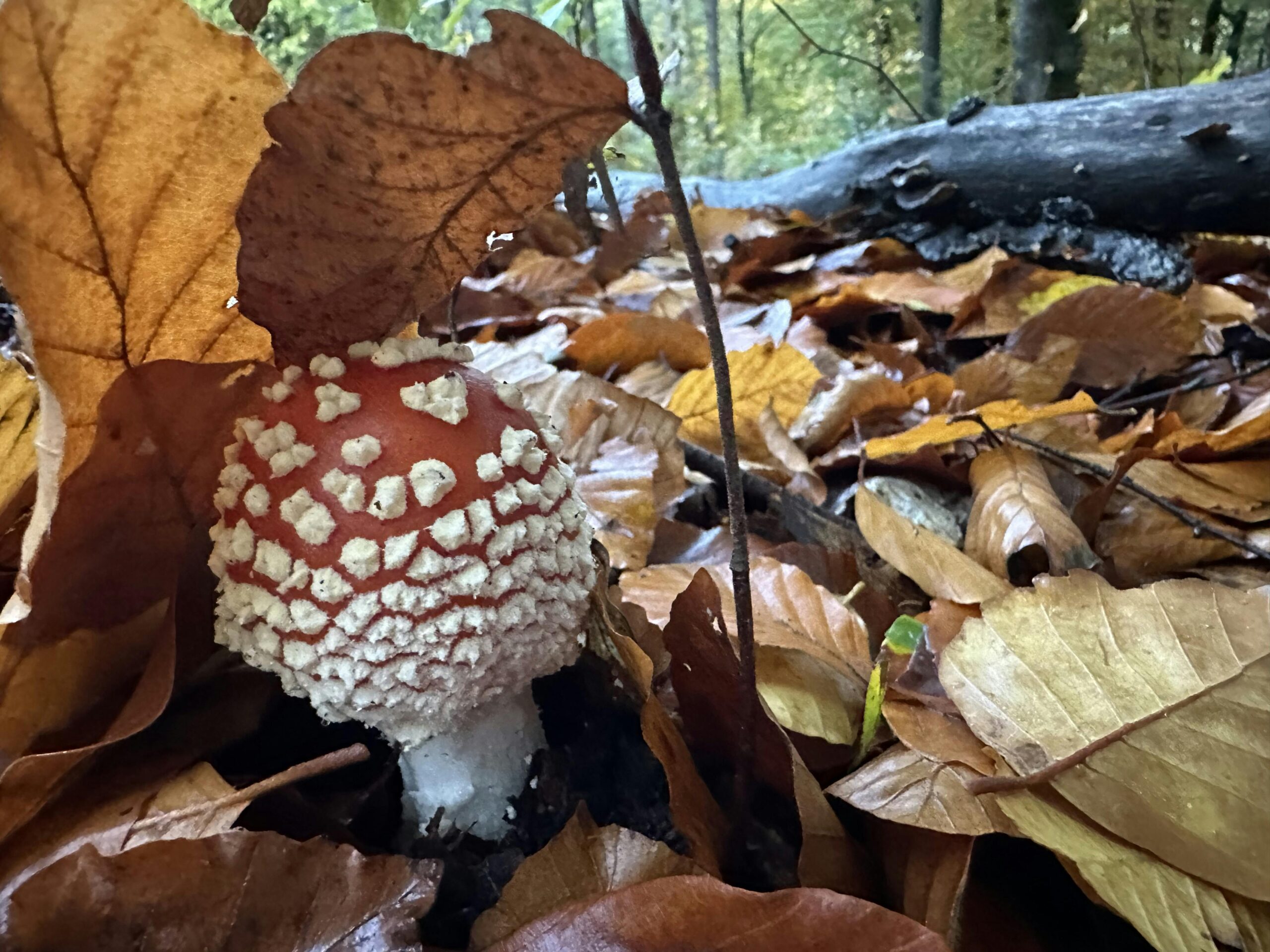 Kleiner knubbeliger Fliegenpilz unter Buchenblättern.