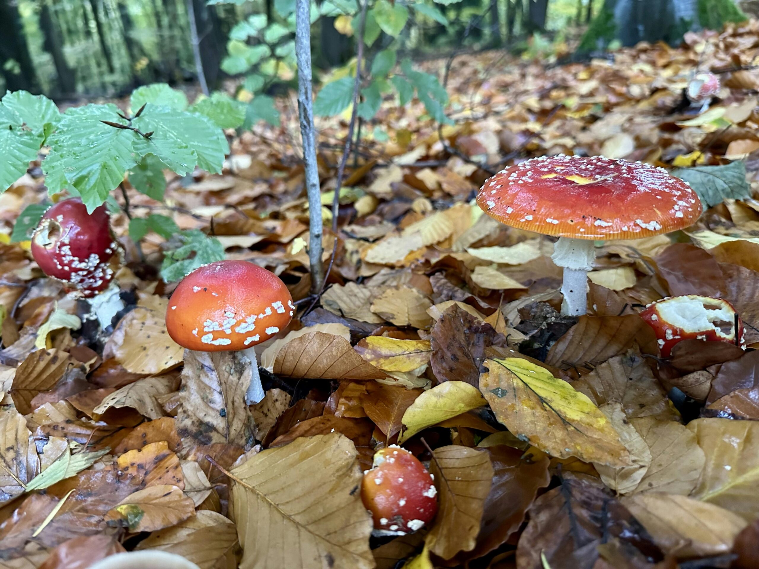 Fünf unterschiedliche große Fliegenpilze im Herbstlaub.