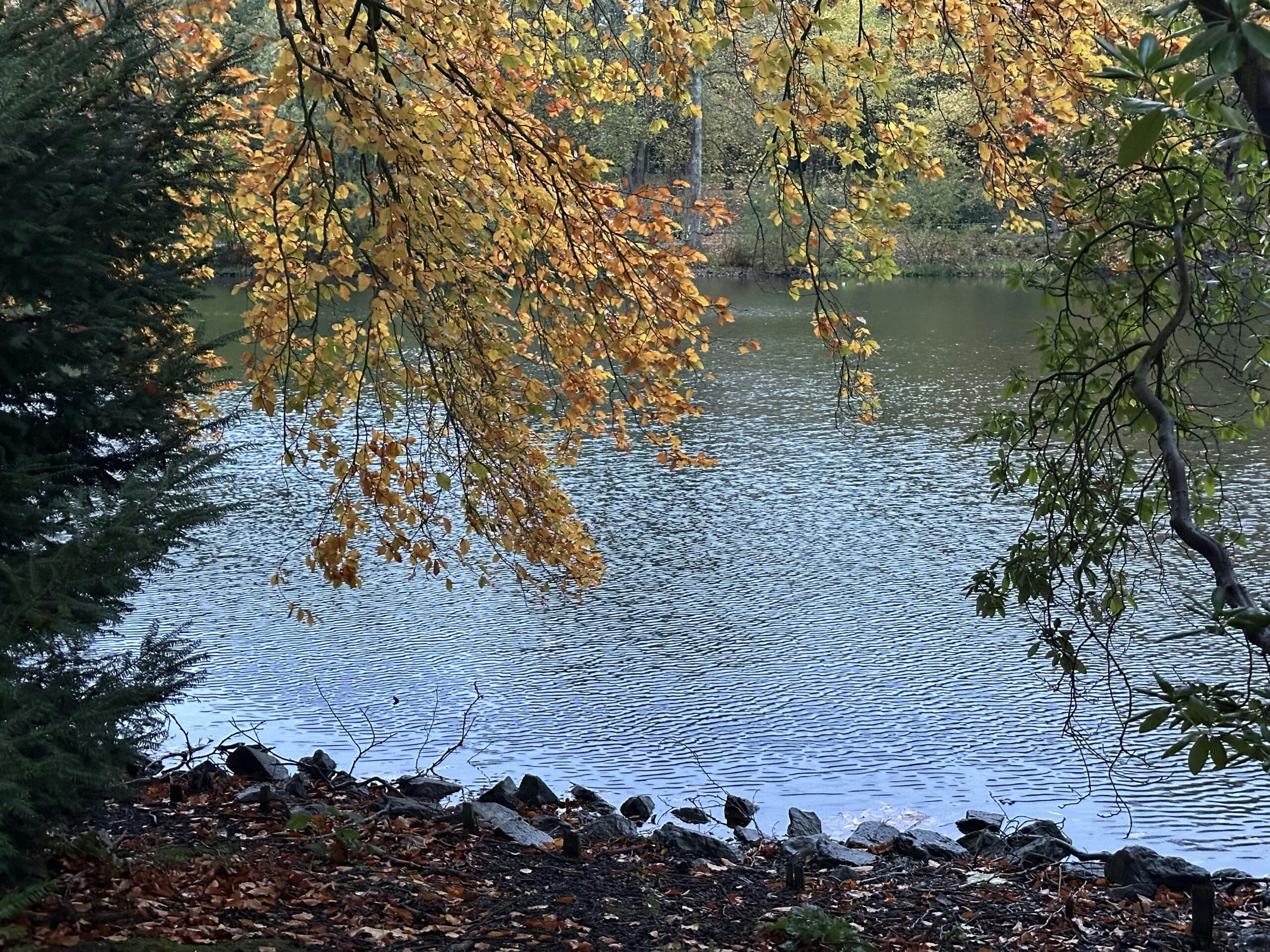 Blick auf einen See. Im Vordergrund das Ufer. Von oben ranken gelb belaubte Äste ins Bild.
