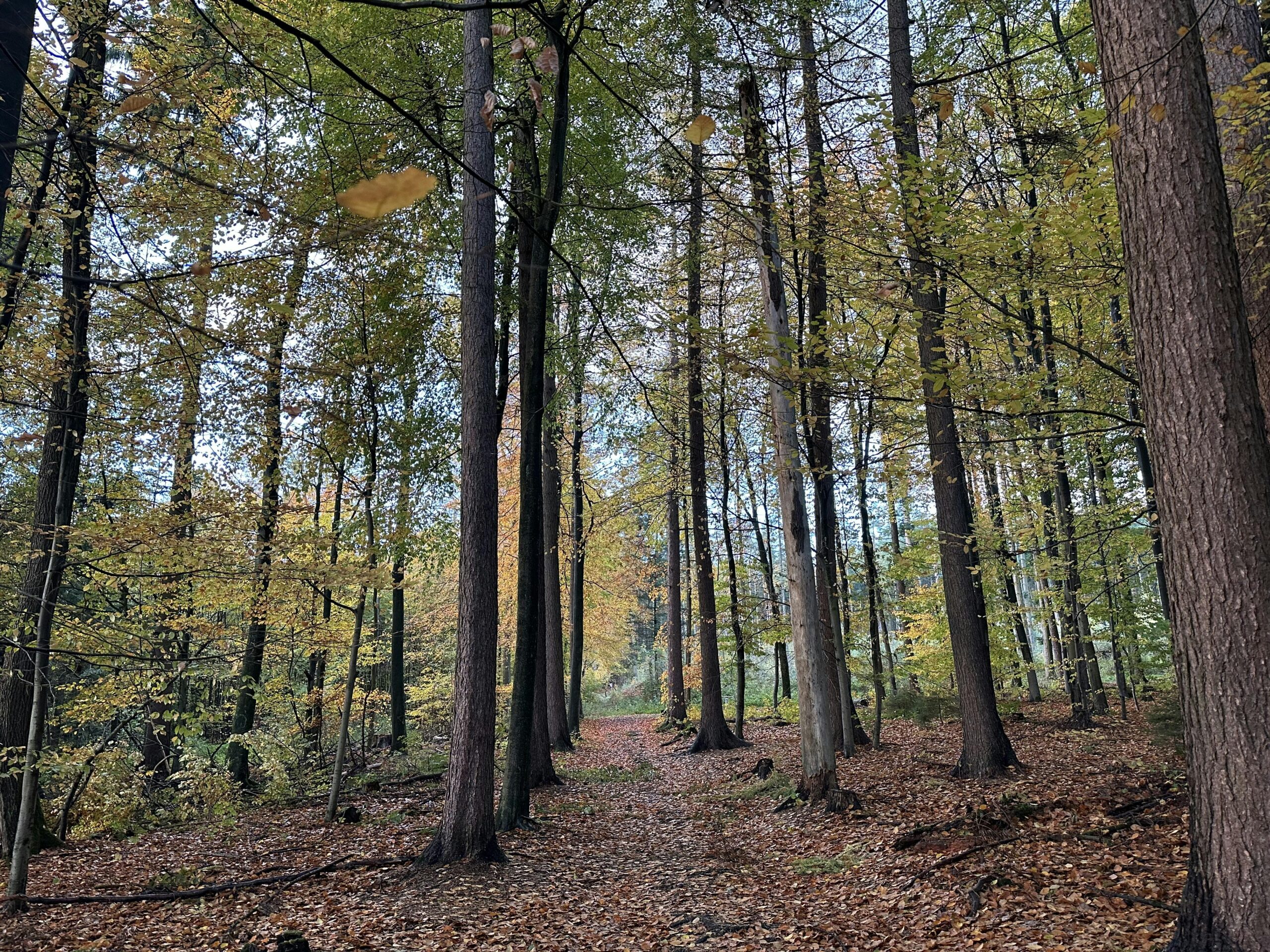 Trüber Herbstwald mit bunt gefärbtem Laub.
