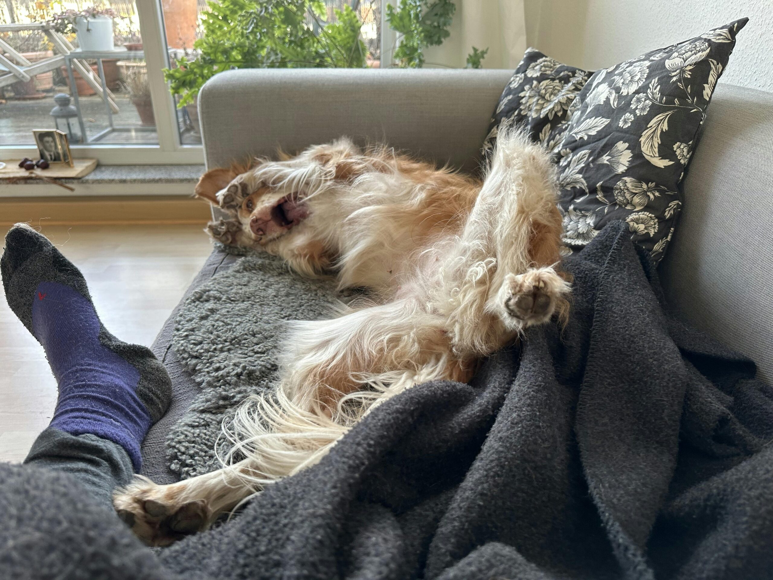 Couch, auf der eine Person mit einem Hund liegt. Der Hund liegt auf dem Rücken und hat die Vorderpfoten um sein gesicht gelegt und reißt das Maul dabei auf.