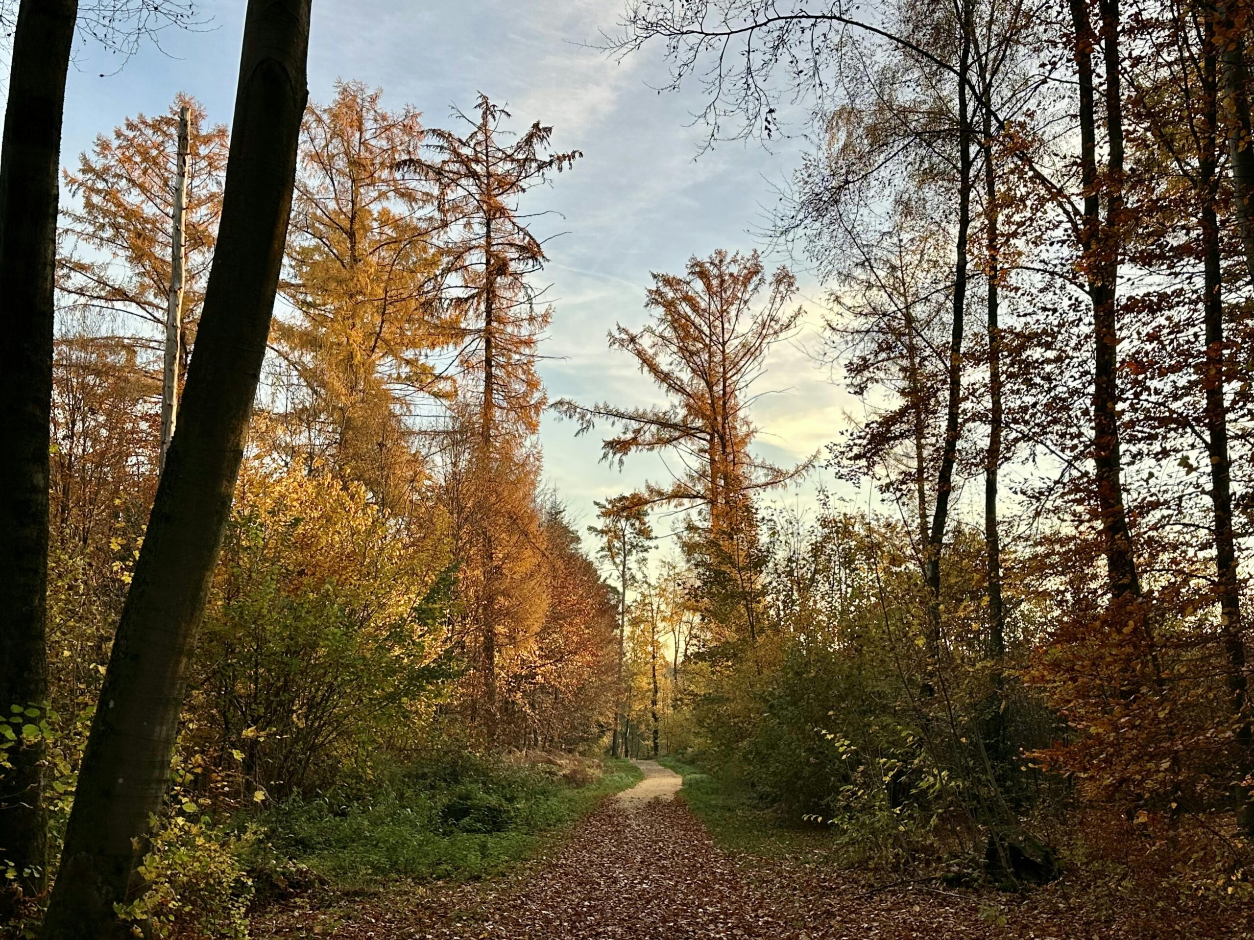 Herbstlich gefärbter Herbstwald.