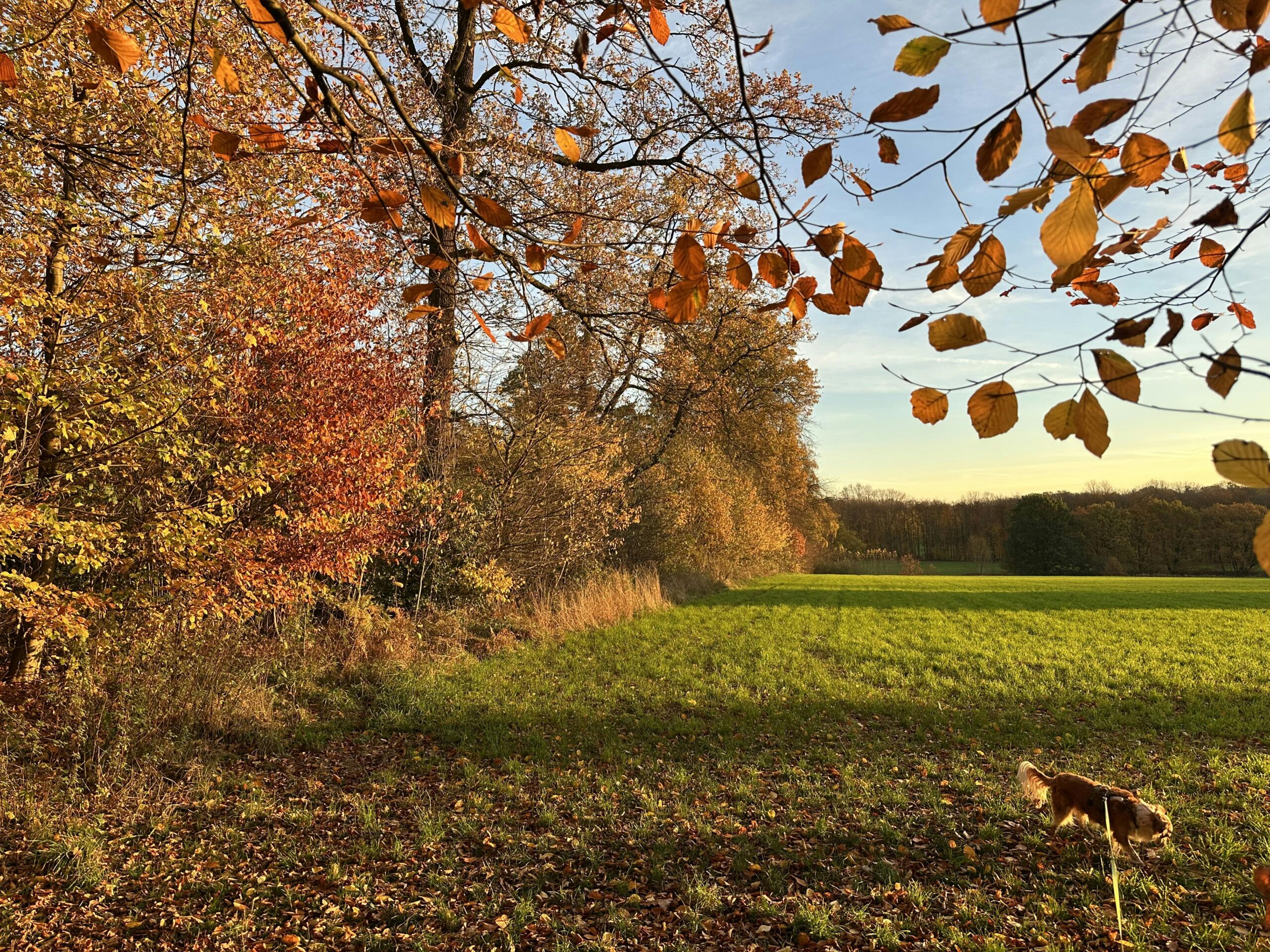 Herbstliche gefärbte Bäume neben einer Weide, auf der ein Hund an der Leine langläuft.