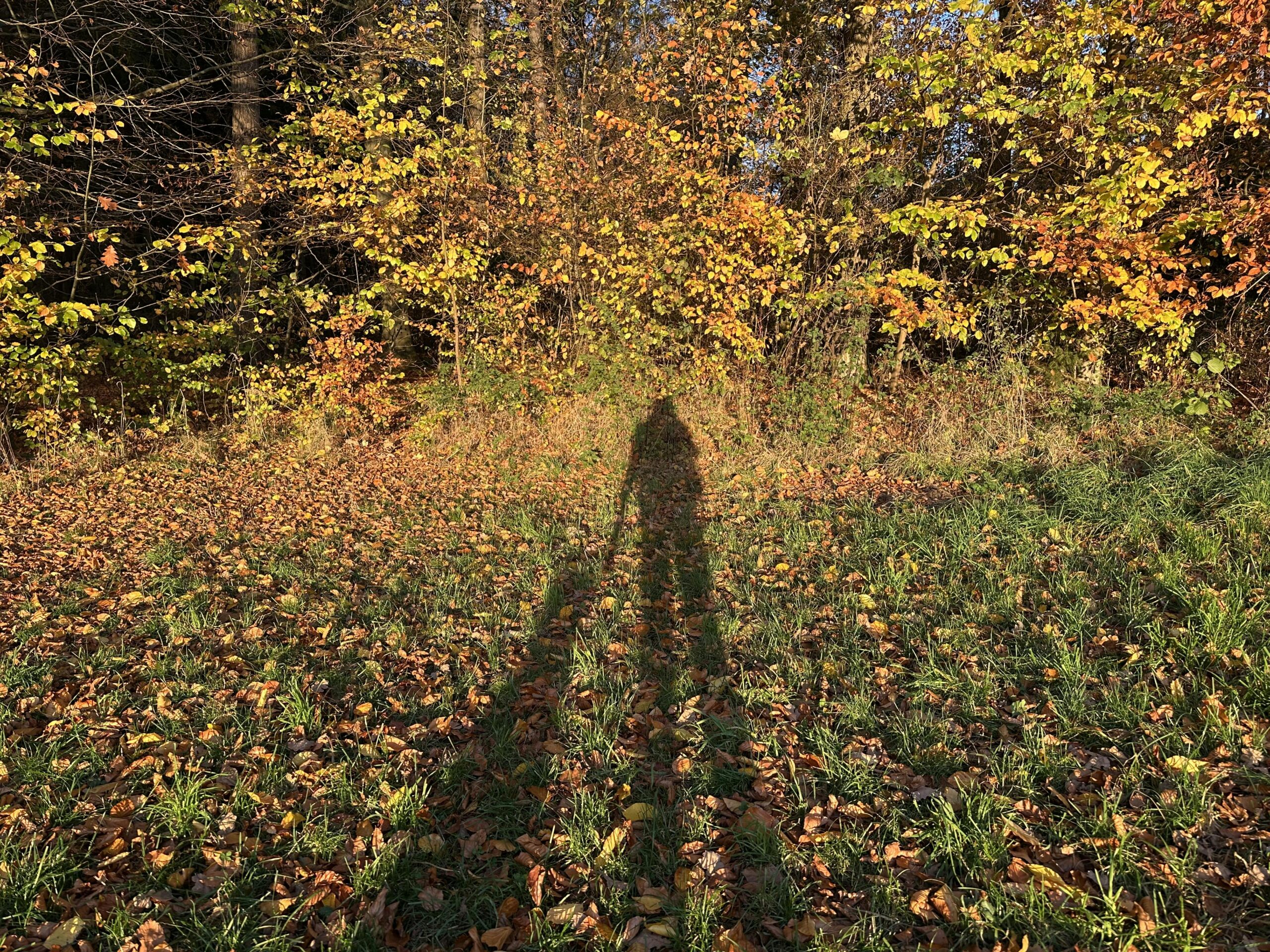 Wiese mit herbstlich gefärbtem Blättern, davor zwei lange Schatten von einer Person und einem Hund.