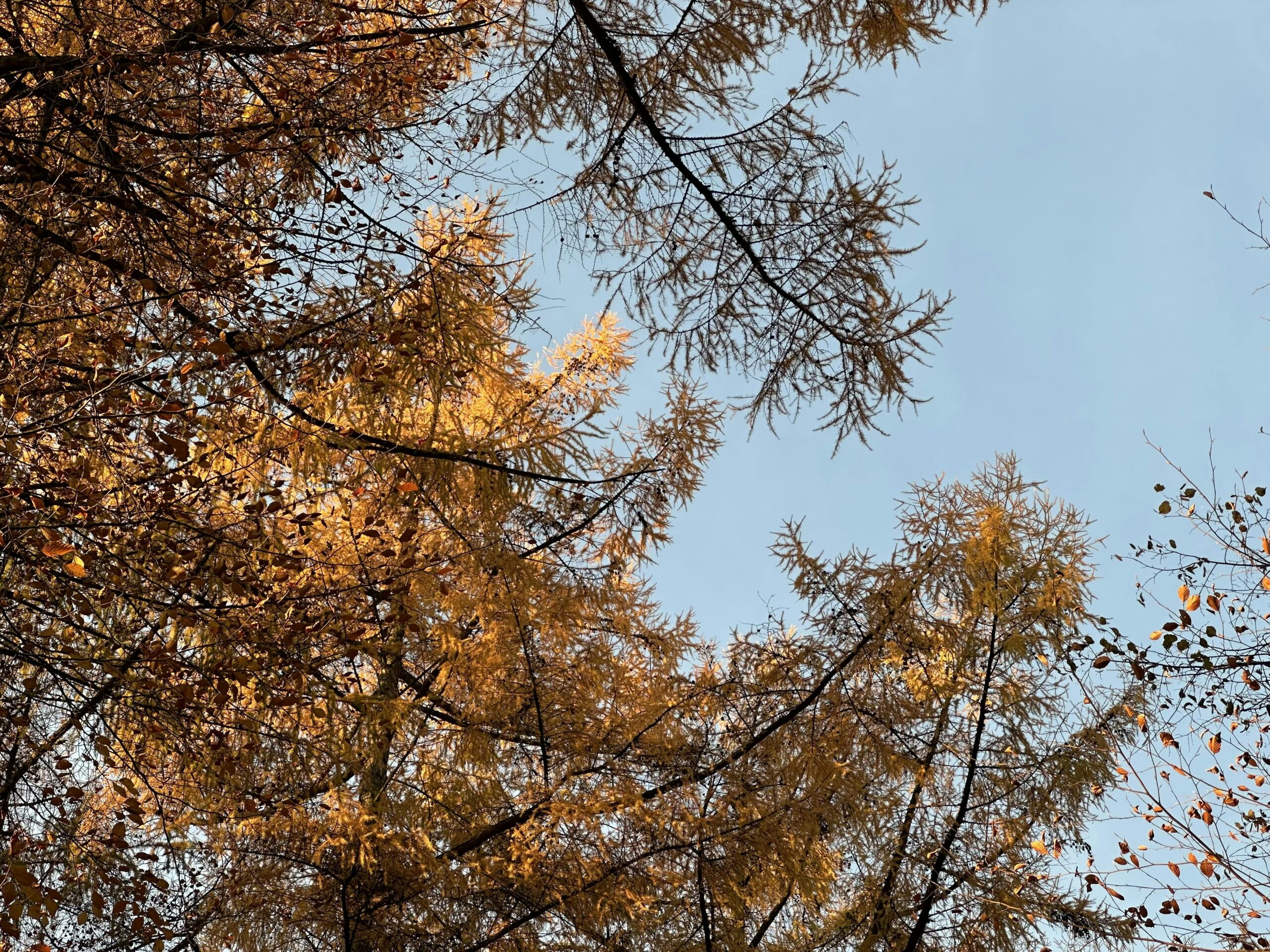 Blick hoch in die Kronen der Lärchen, deren Nadeln nun gelb verfärbt sind. Im Hintergrund scheint der blaue Himmel durch.