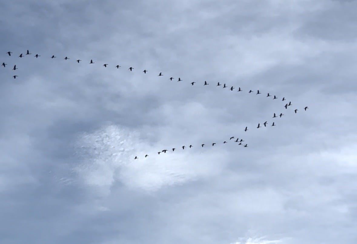 Kranichgruppe im V-Formation am bewölkten Himmel.