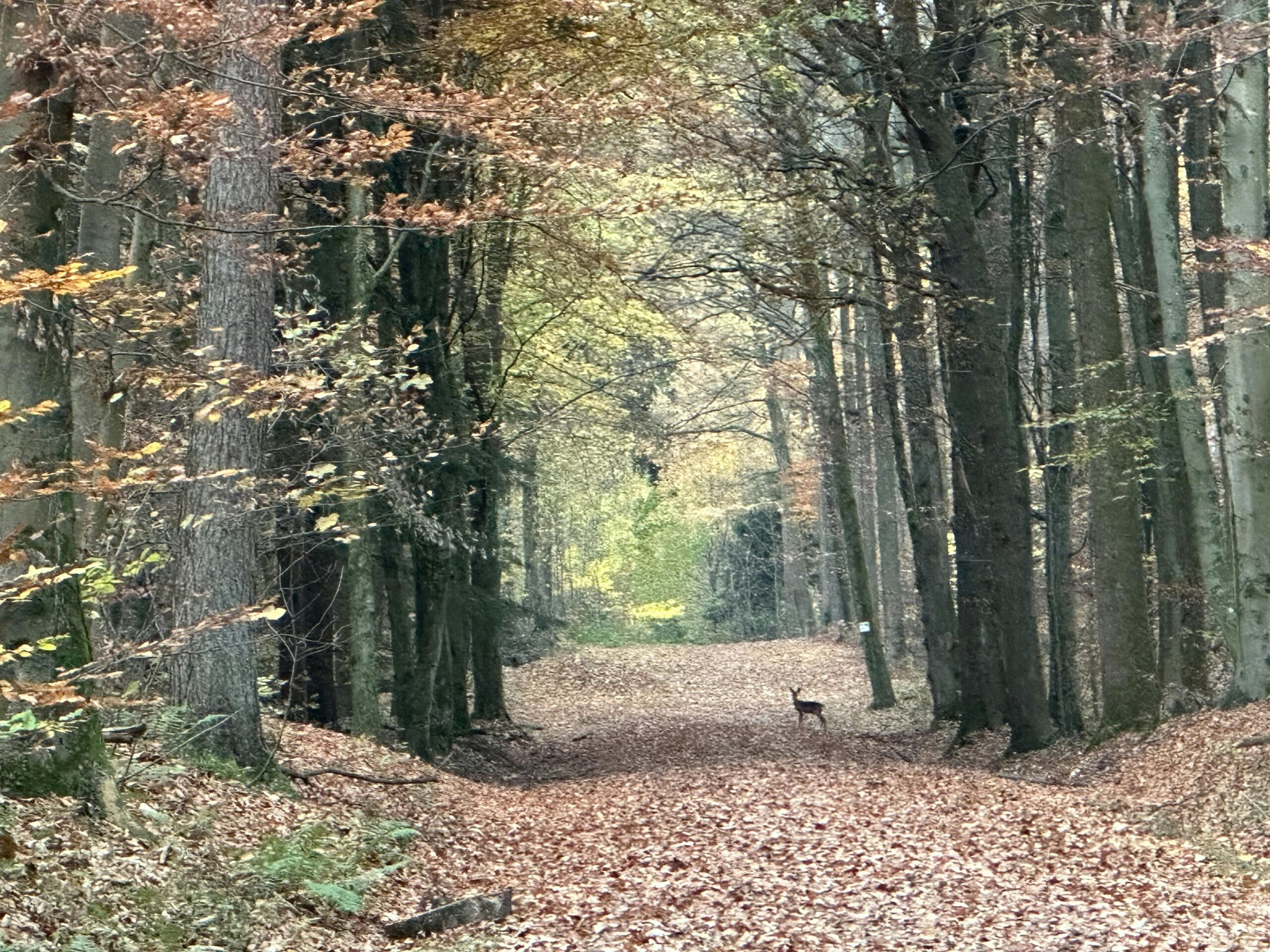 Waldweg, weiter vorne steht ein Reh.